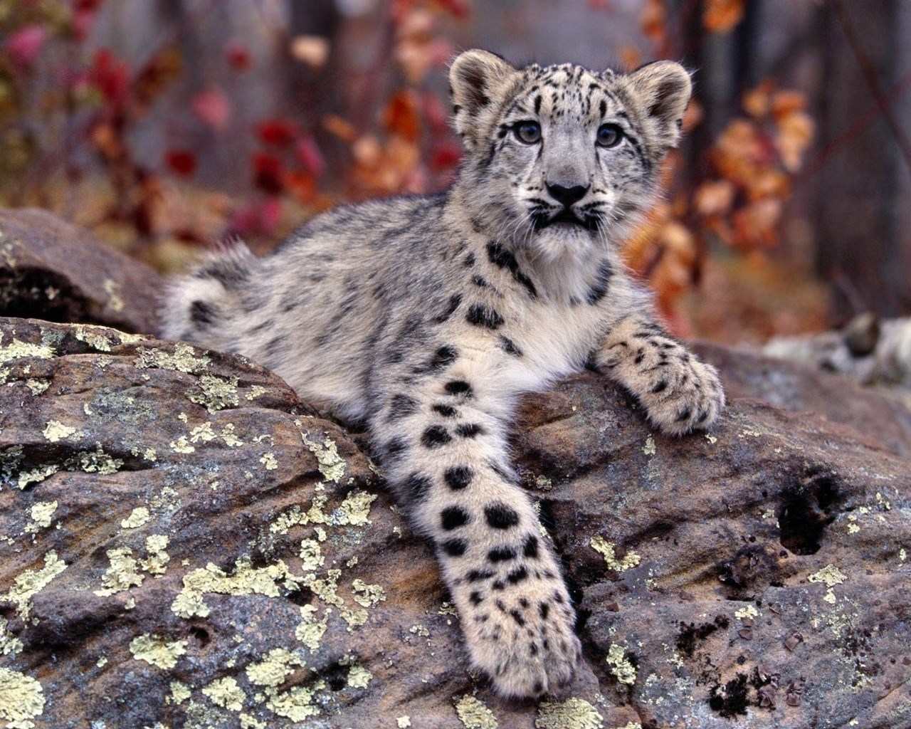 1280x1024 High Resolution Wallpaper = snow leopard
