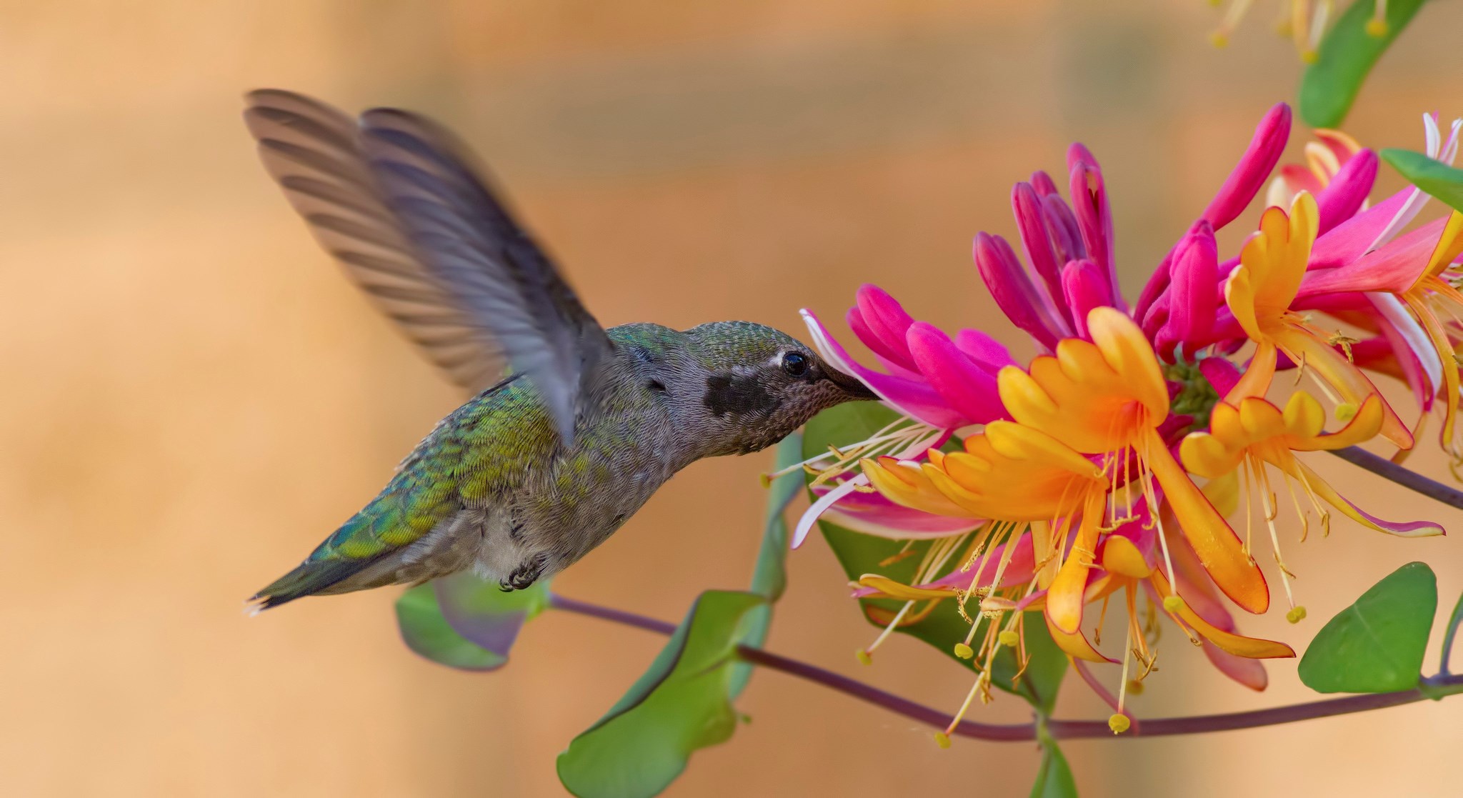hummingbird  for large desktop 2048x1117