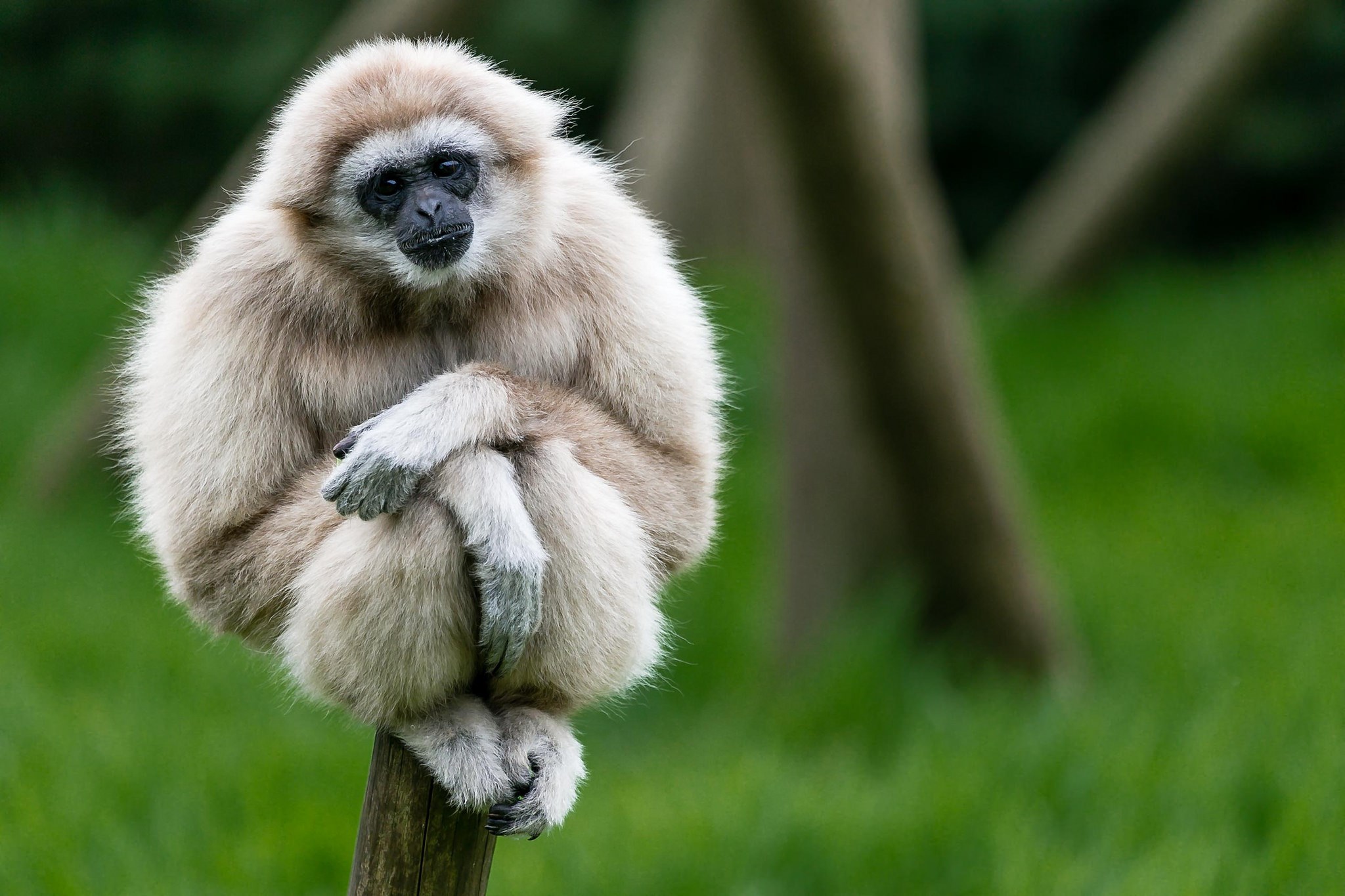 2048x1365 hd wallpaper gibbon