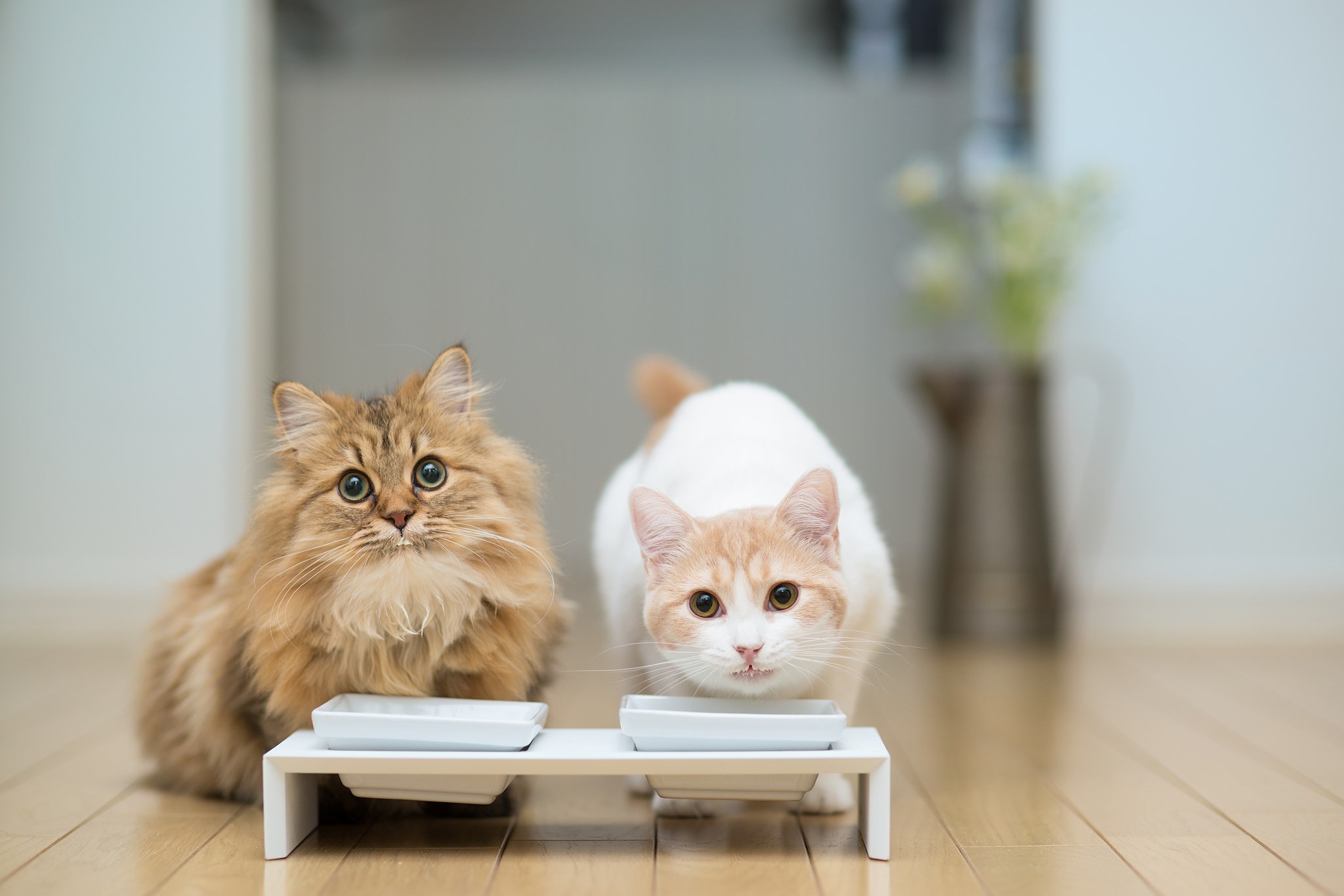 wallpaper desktop cat