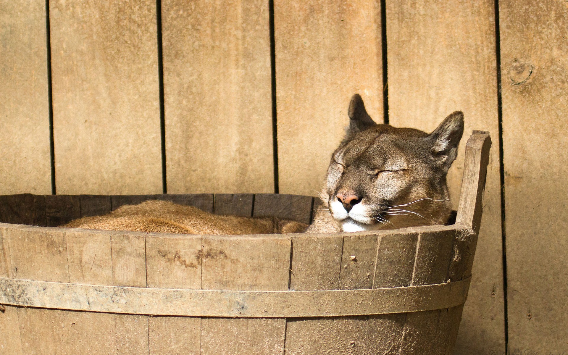 1920x1200 Image for Desktop: cougar
