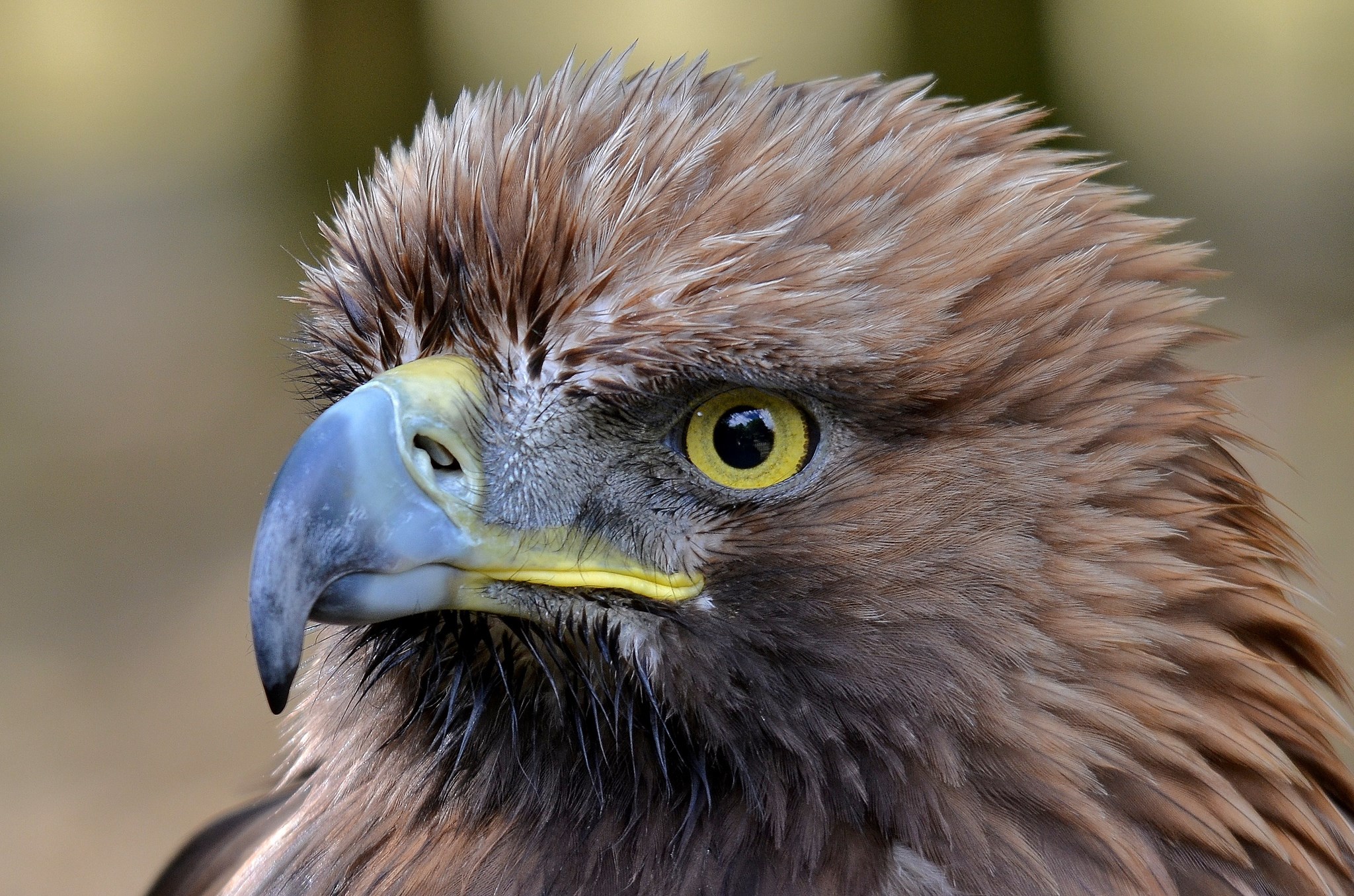 2048x1356 beautiful pictures of eagle