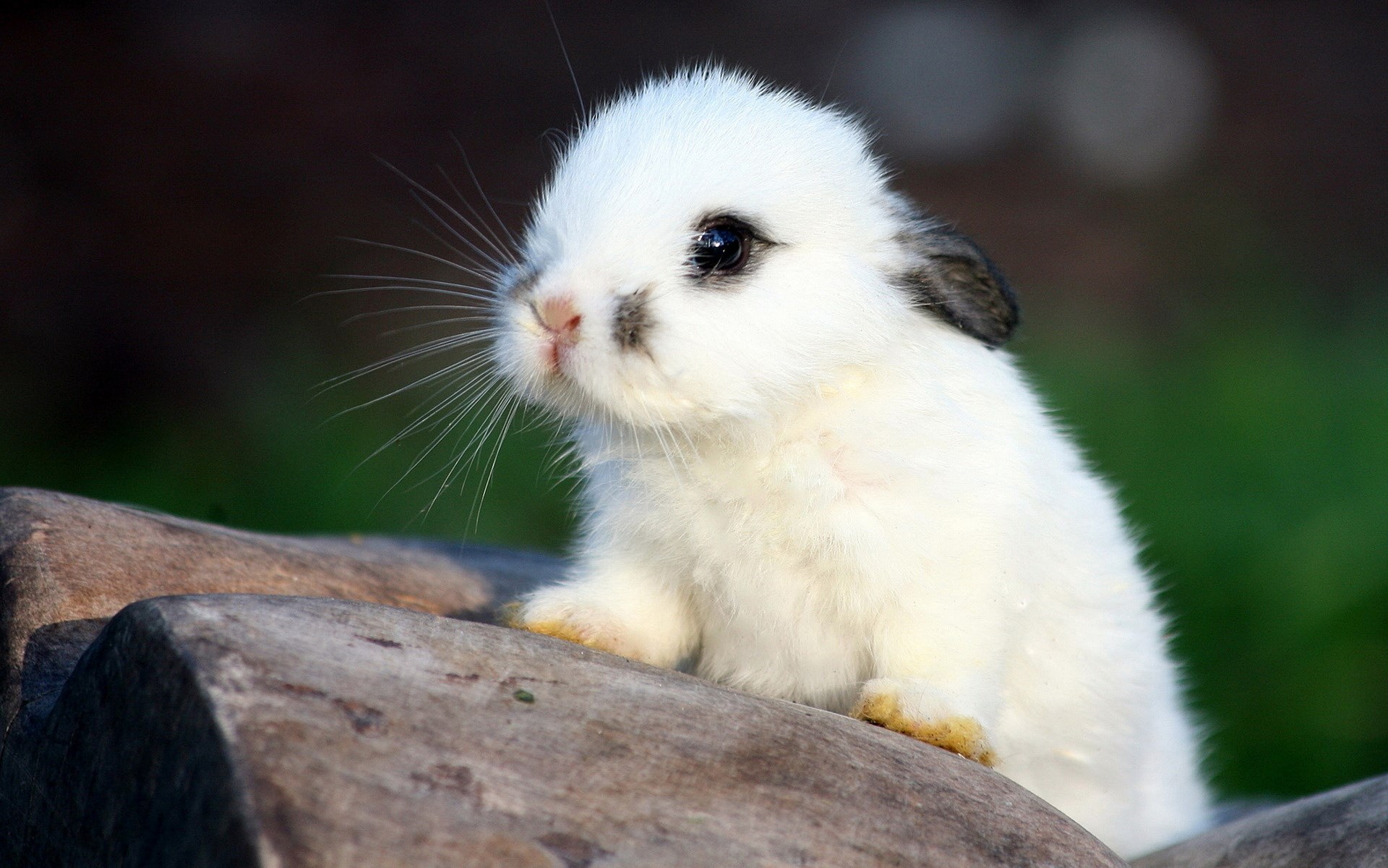 1920x1200 windows wallpaper rabbit