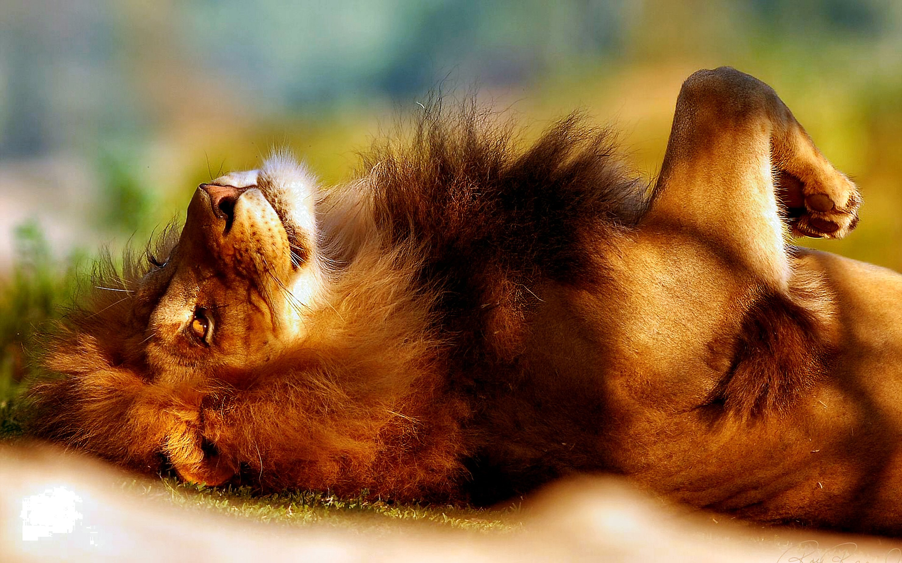 2960x1850 Full size lion