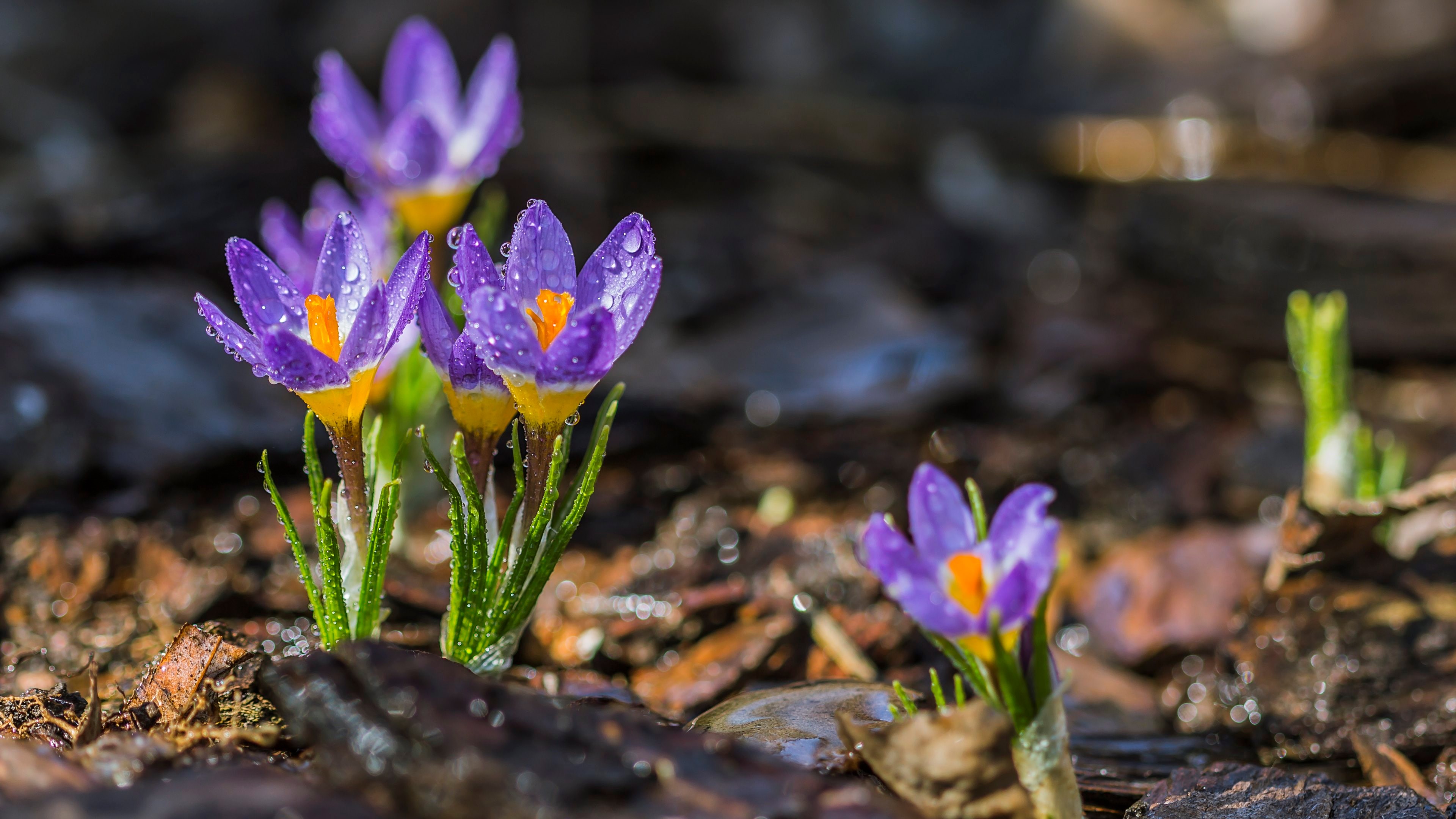 crocus  - Full HD Wallpaper, Photo 3840x2160