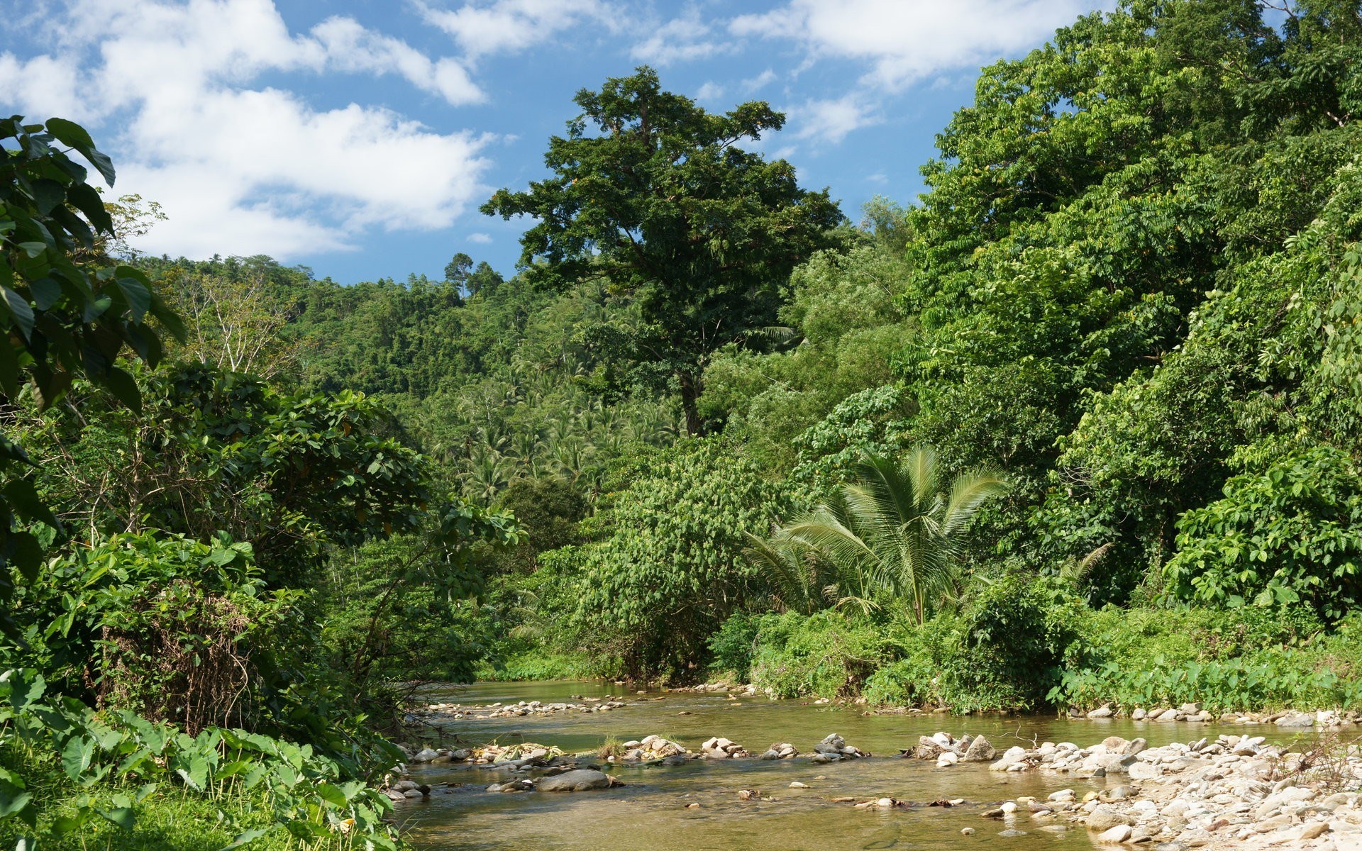jungle  free