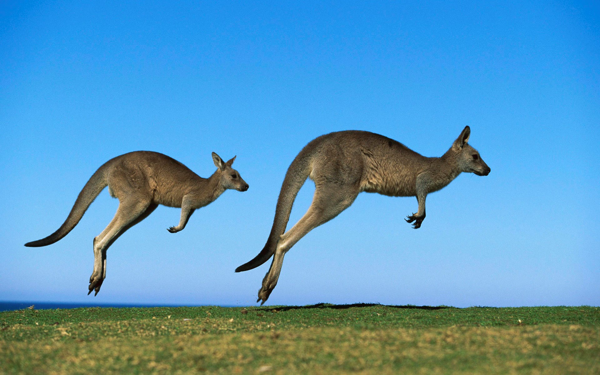 1920x1200 free desktop backgrounds for kangaroo