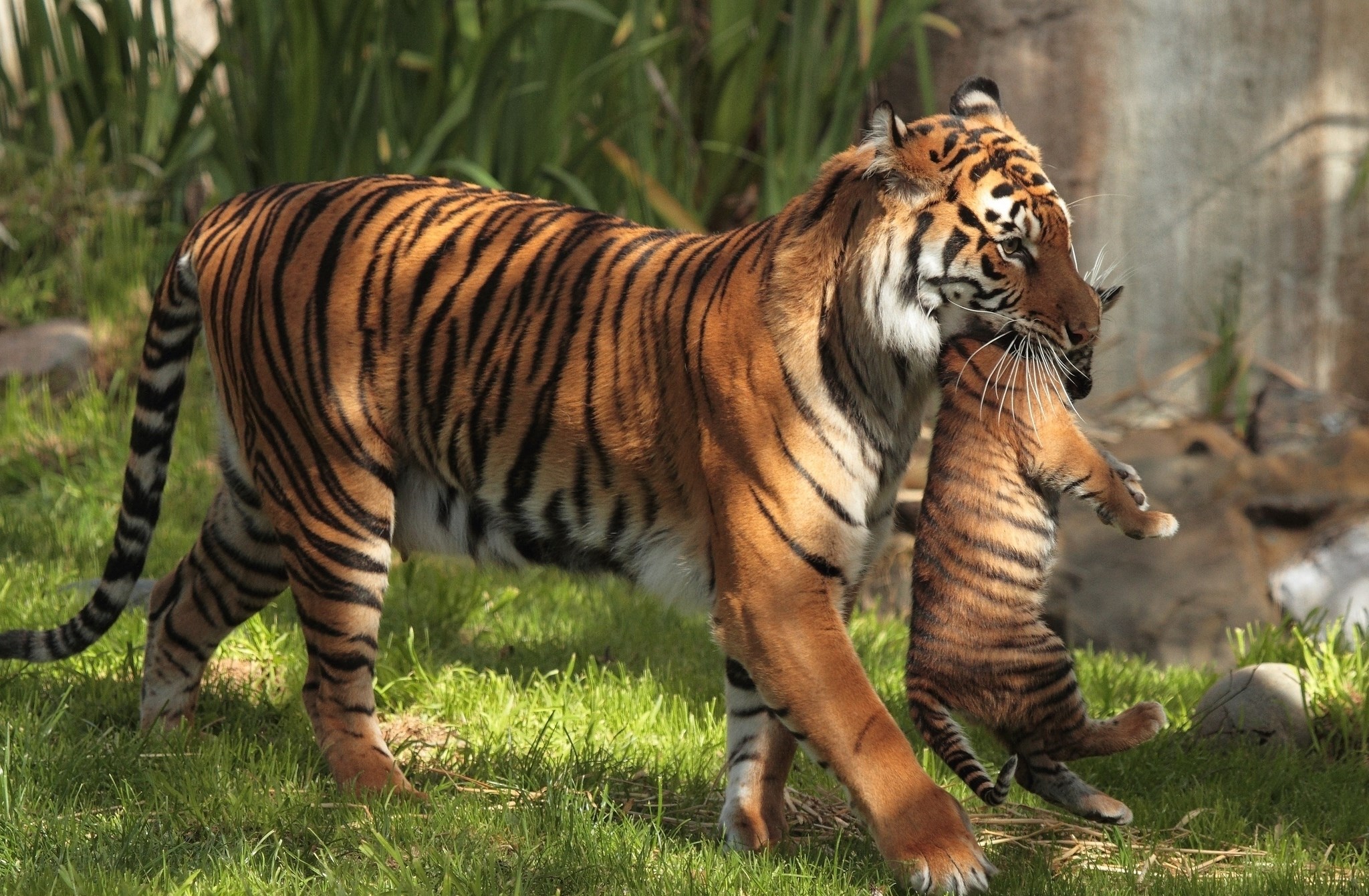 2048x1341 tiger  for mac computers