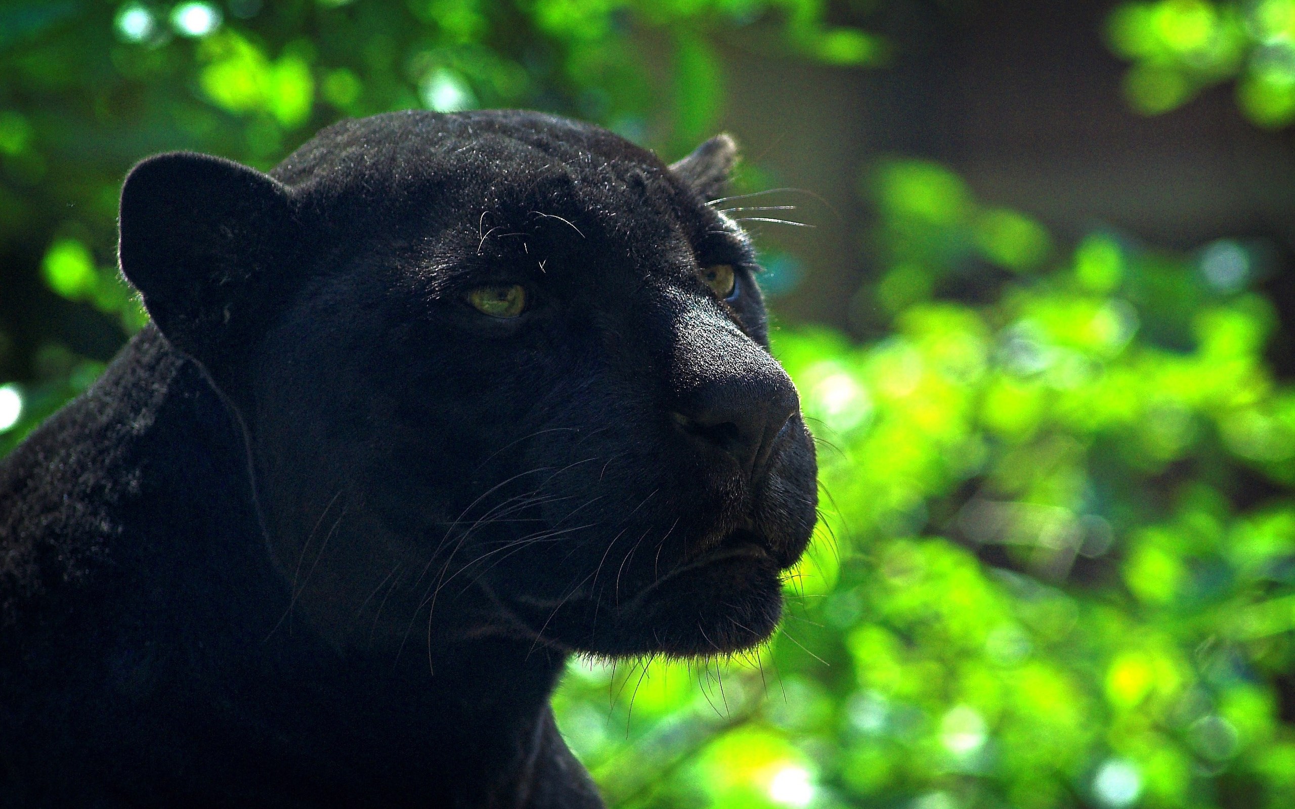 black panther  full hd 2560x1600