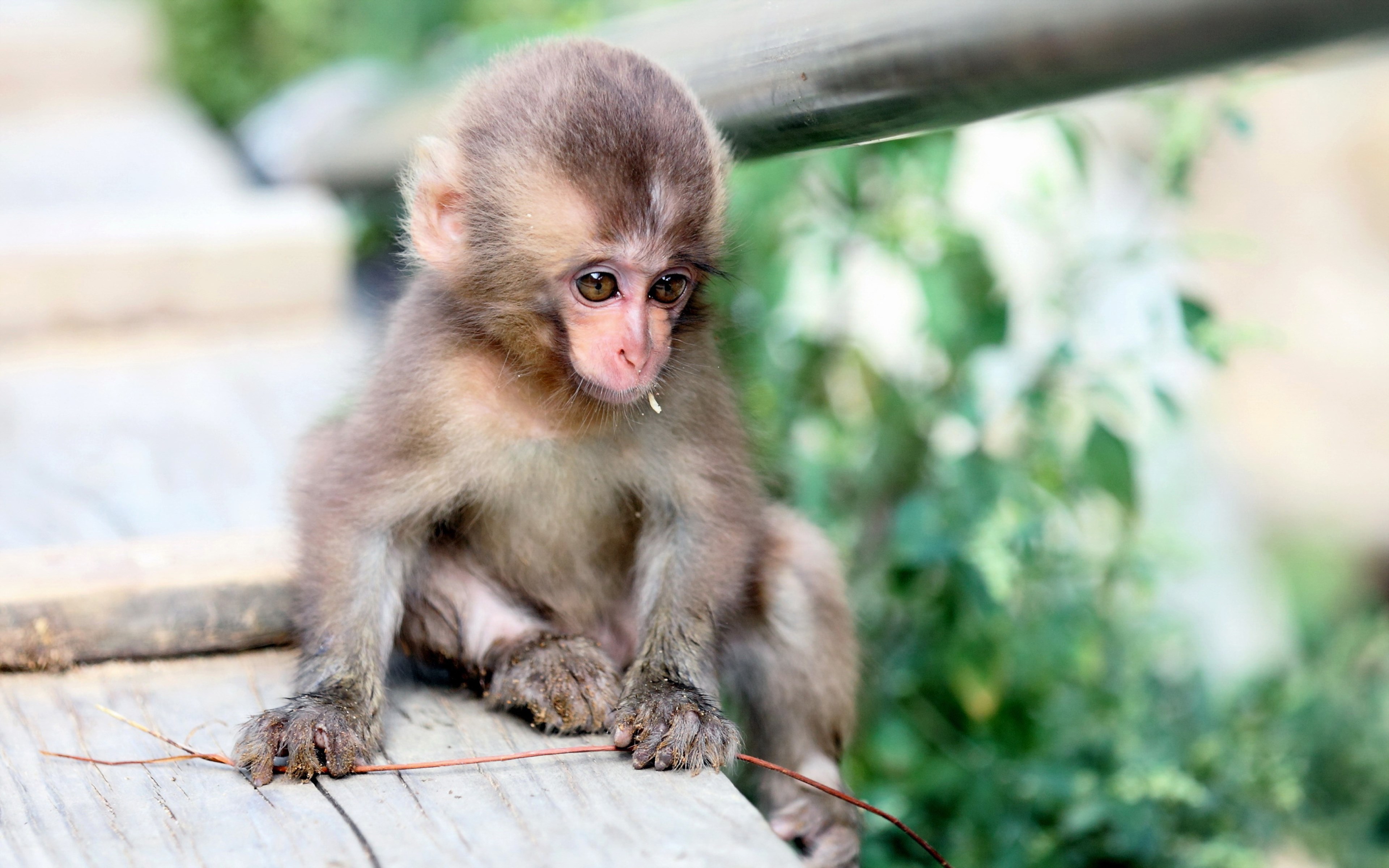 3840x2400 monkey  - Background hd
