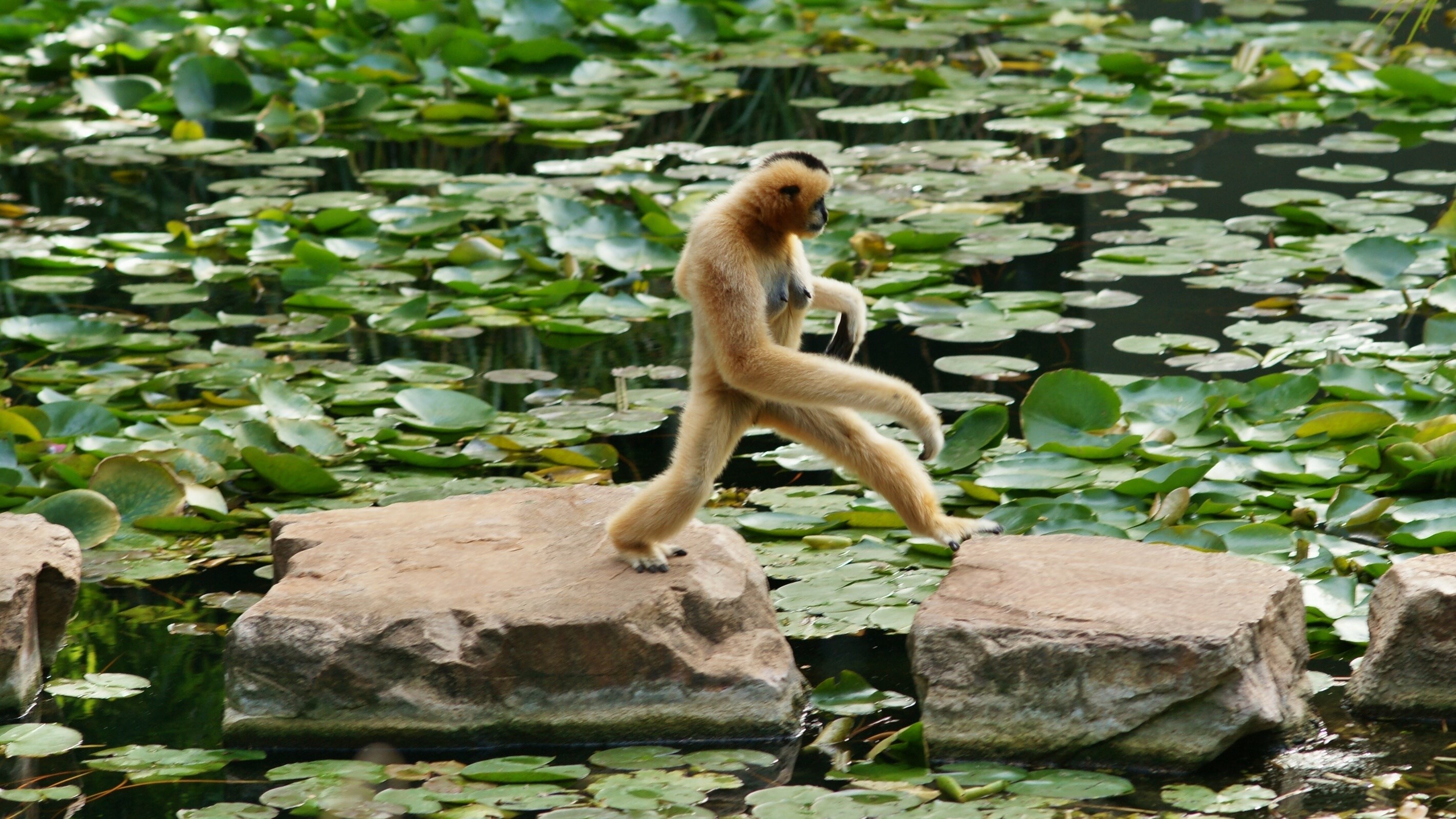 monkey  1080p windows 2844x1600