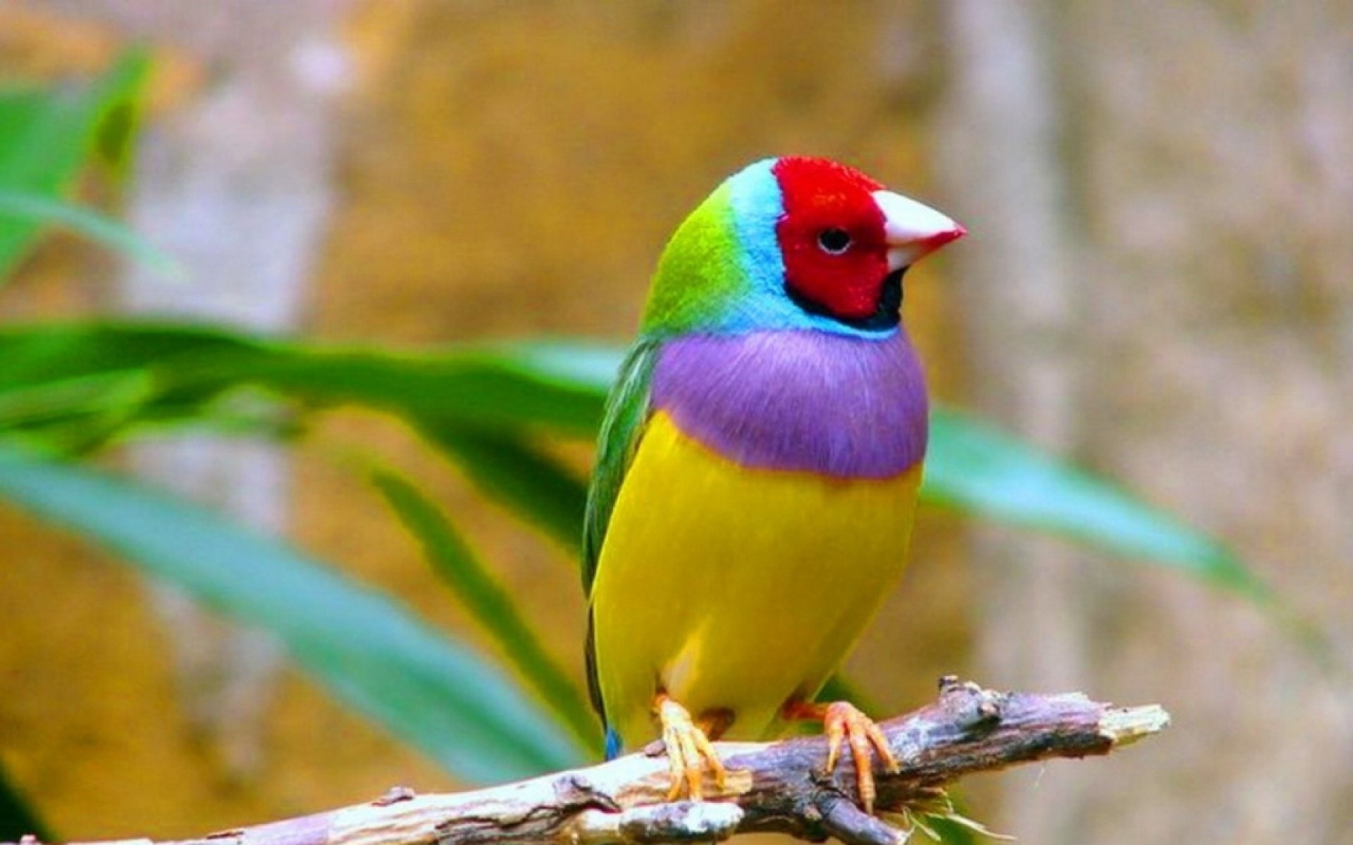 1920x1200 Best gouldian finch