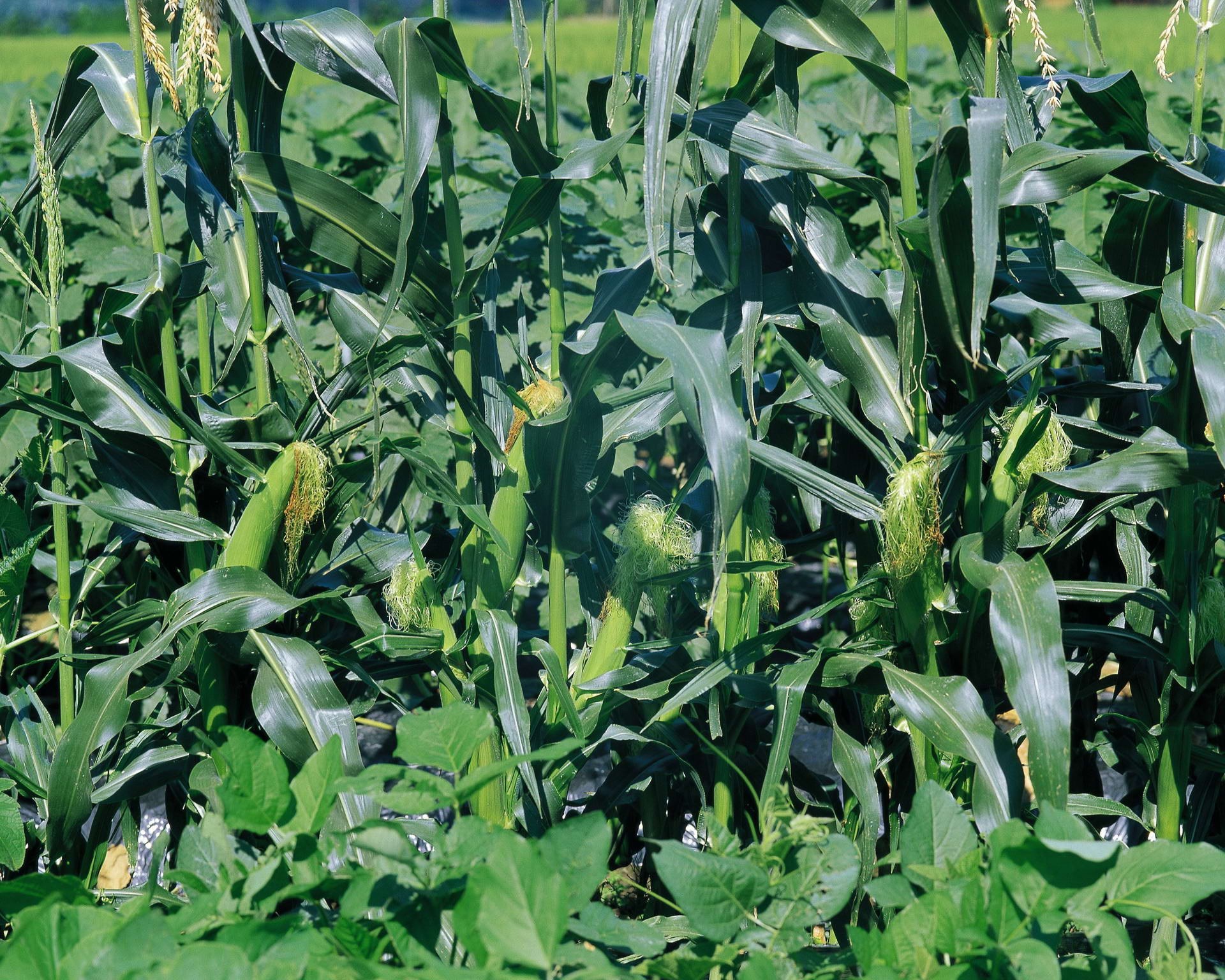 1920x1536 beautiful pictures of corn
