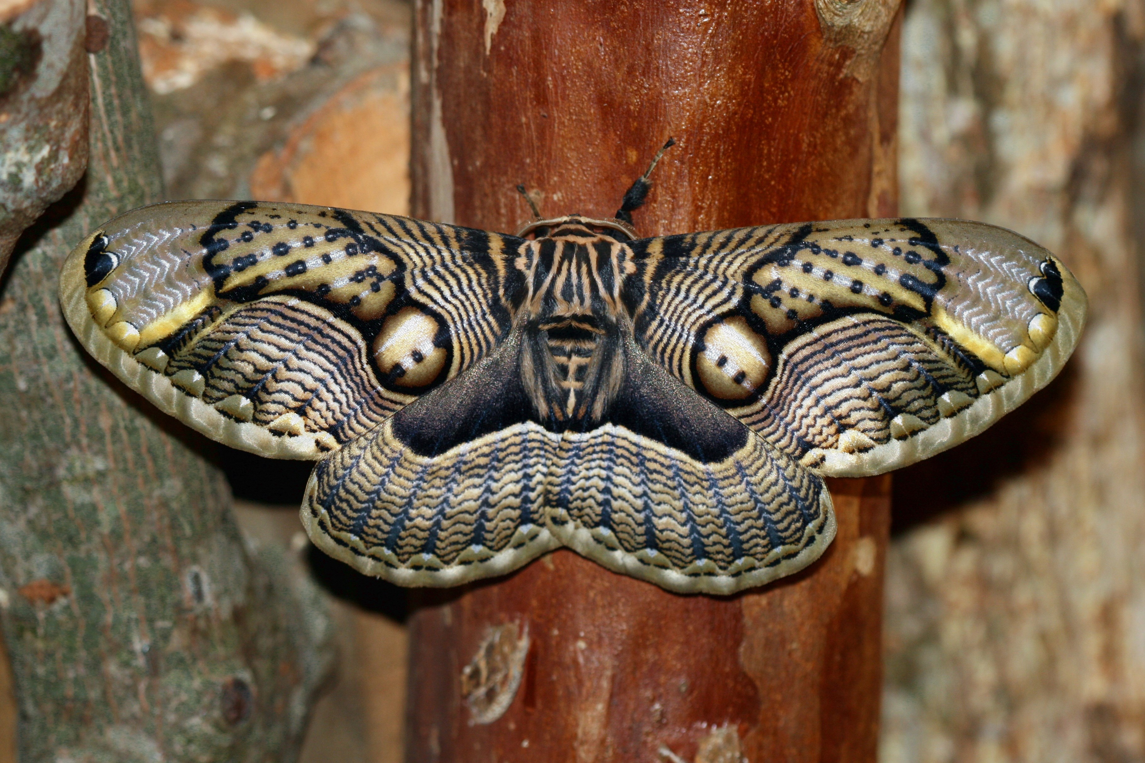 moth  for desktop hd 3636x2424