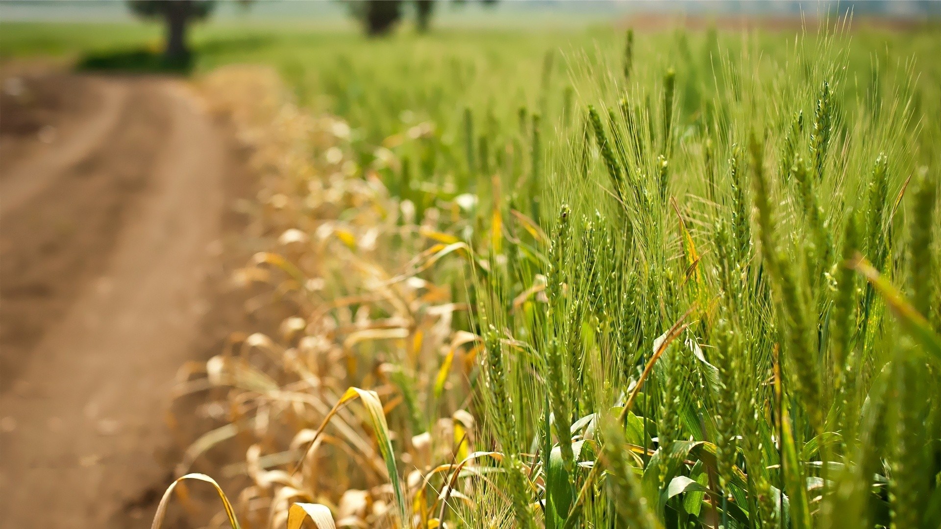 1920x1080 wheat  for desktop hd JPG 479 kB