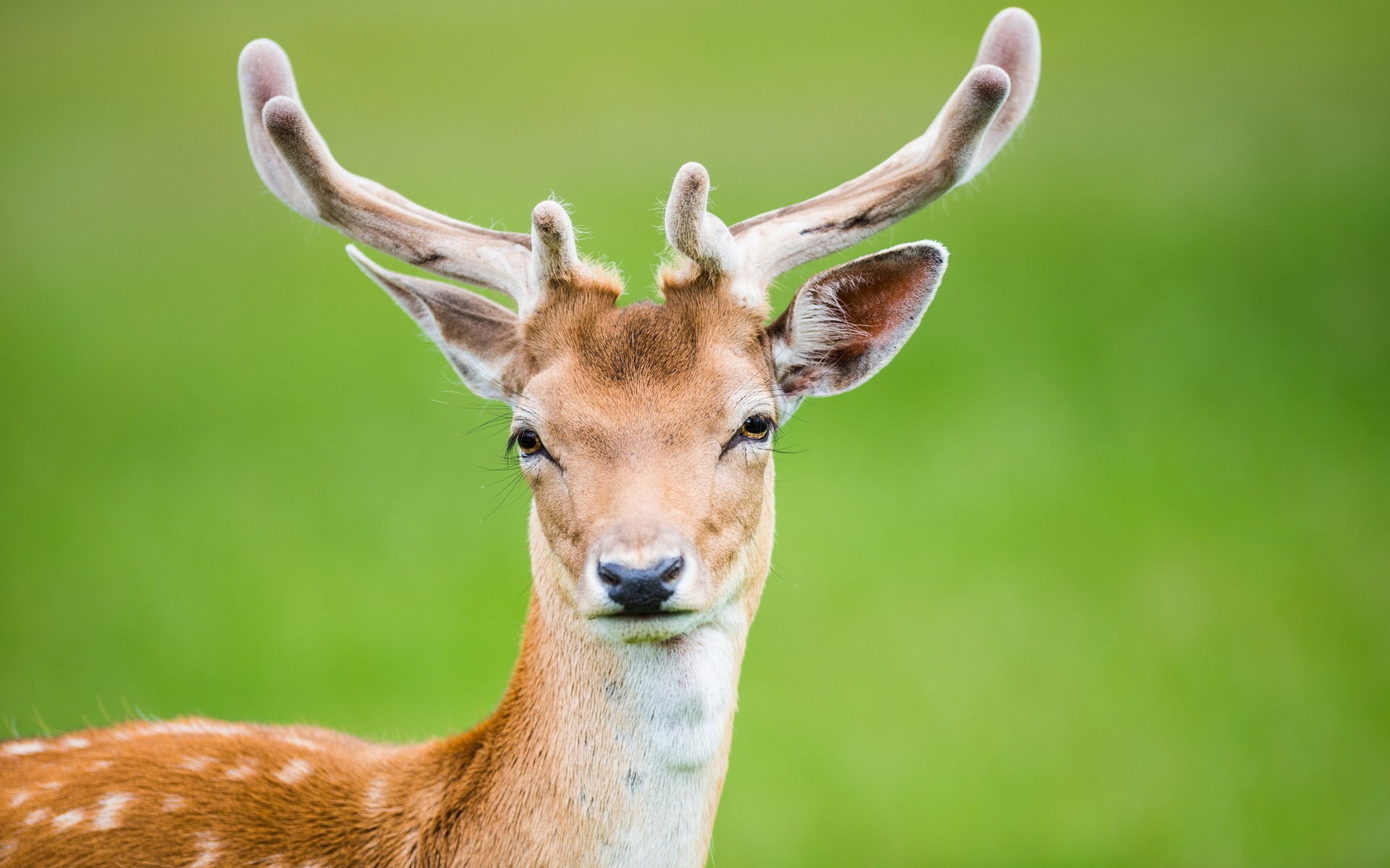 free pictures deer
