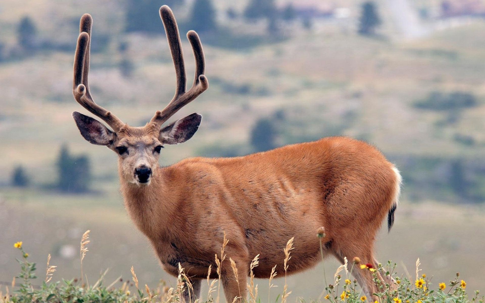 deer  to download 1920x1200