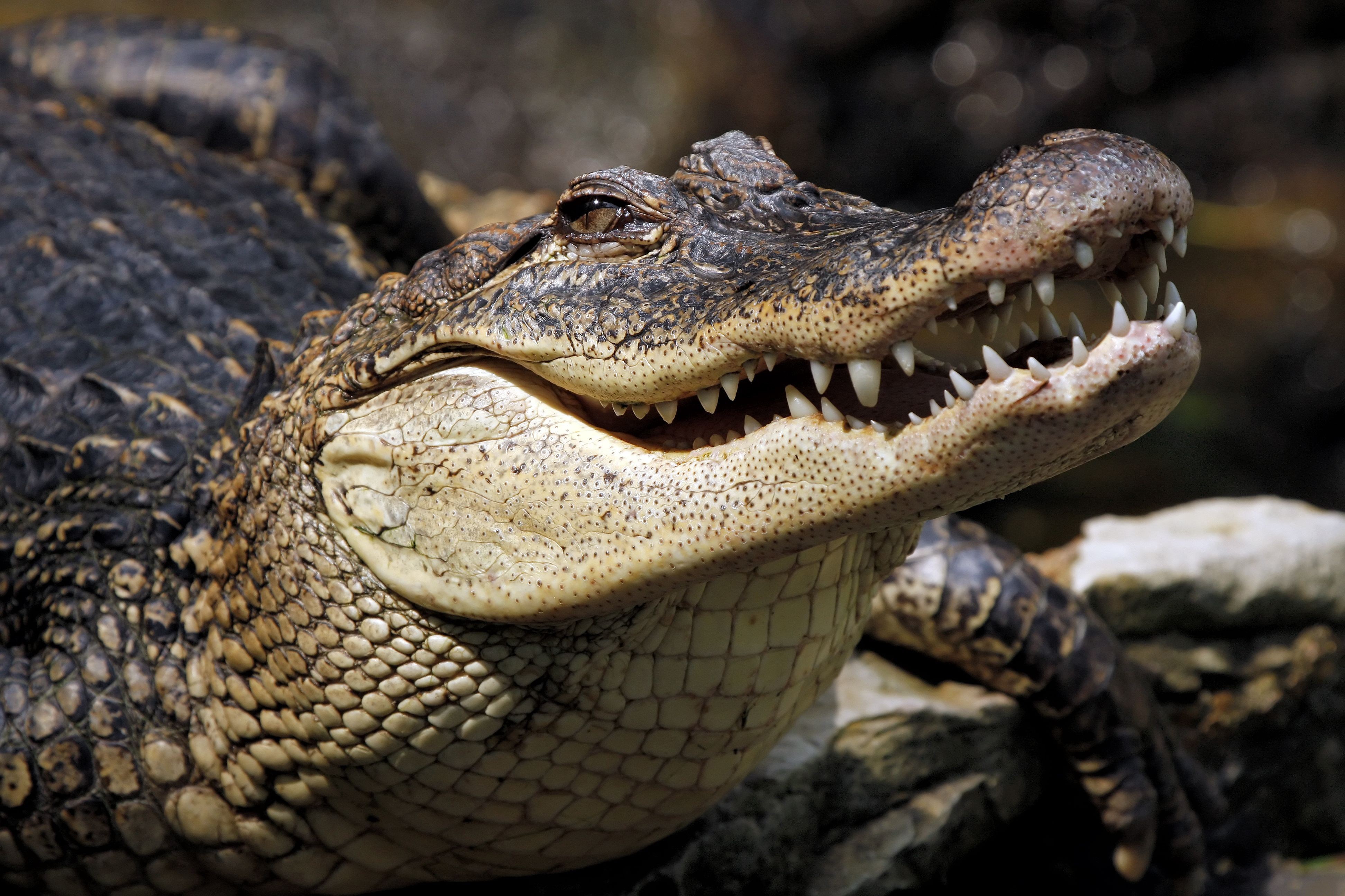crocodile : image, wall, pic 3888x2592