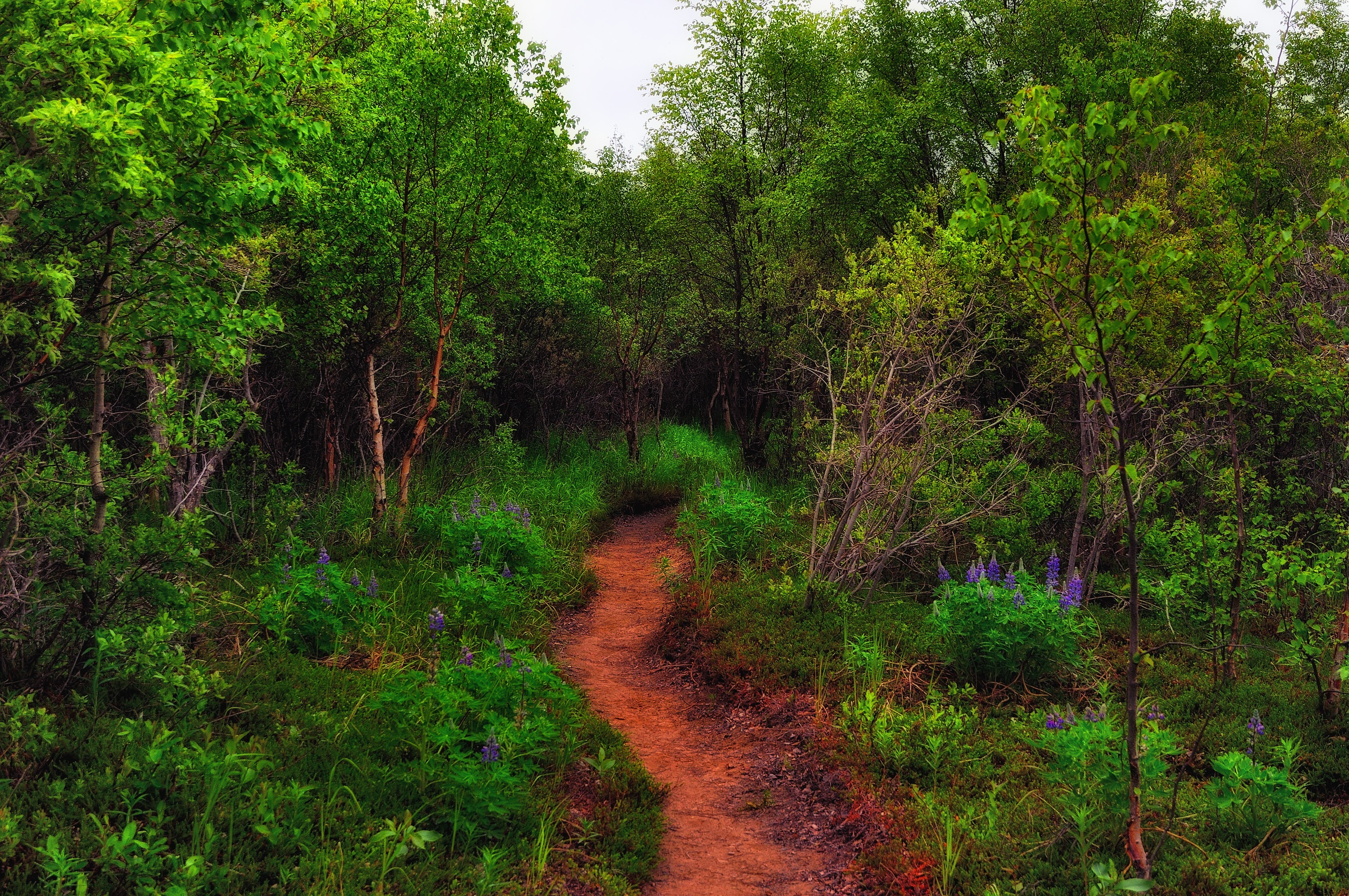 Free path
