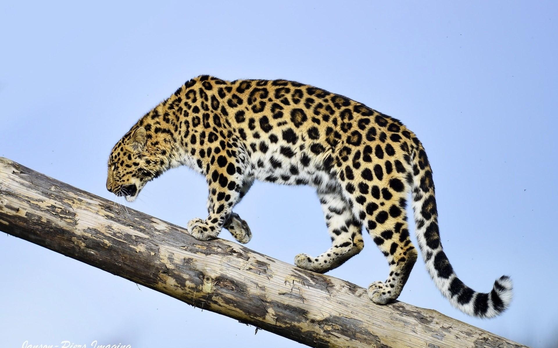 1920x1200 free download pictures of jaguar