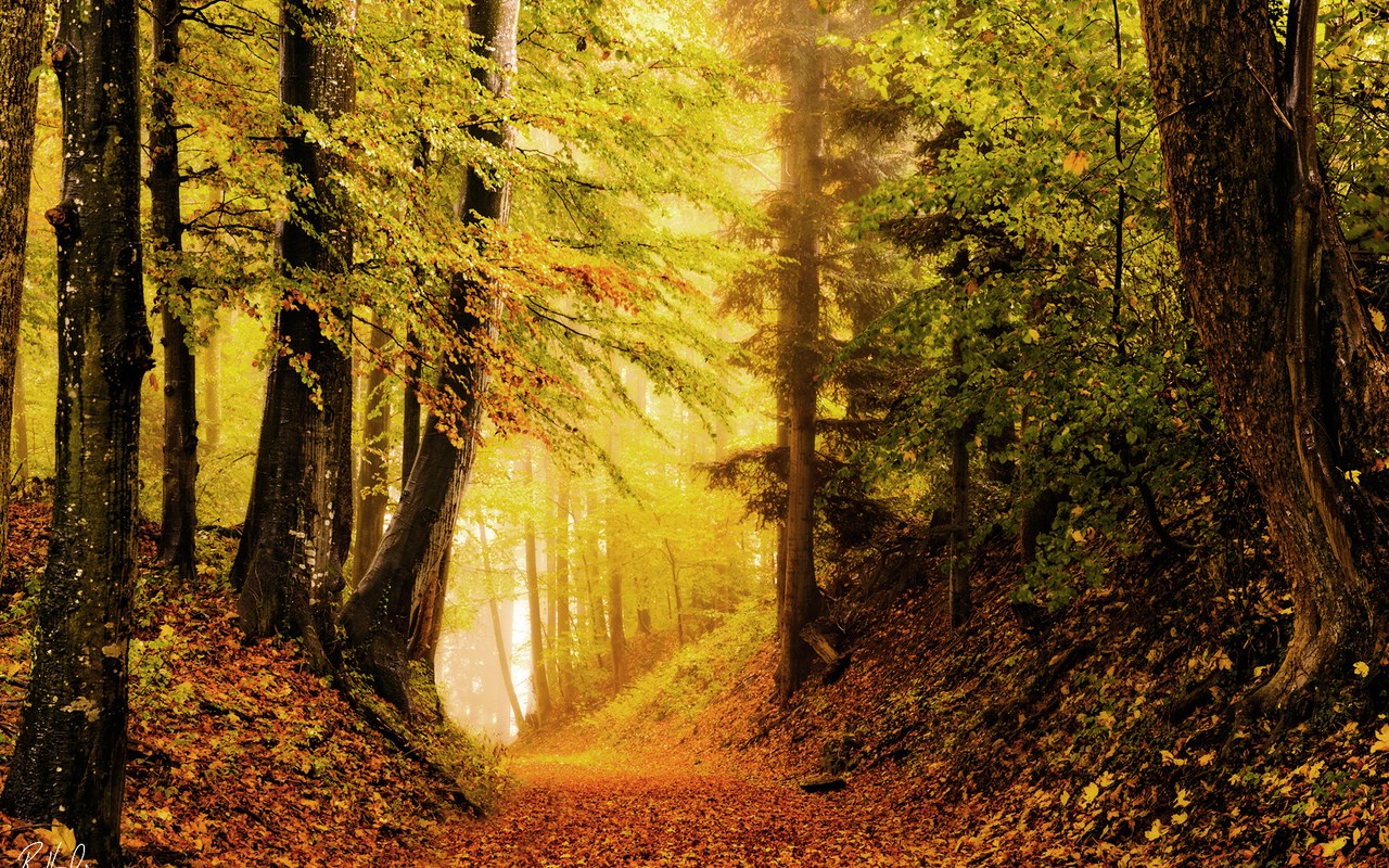1280x800 fall  1080p high quality