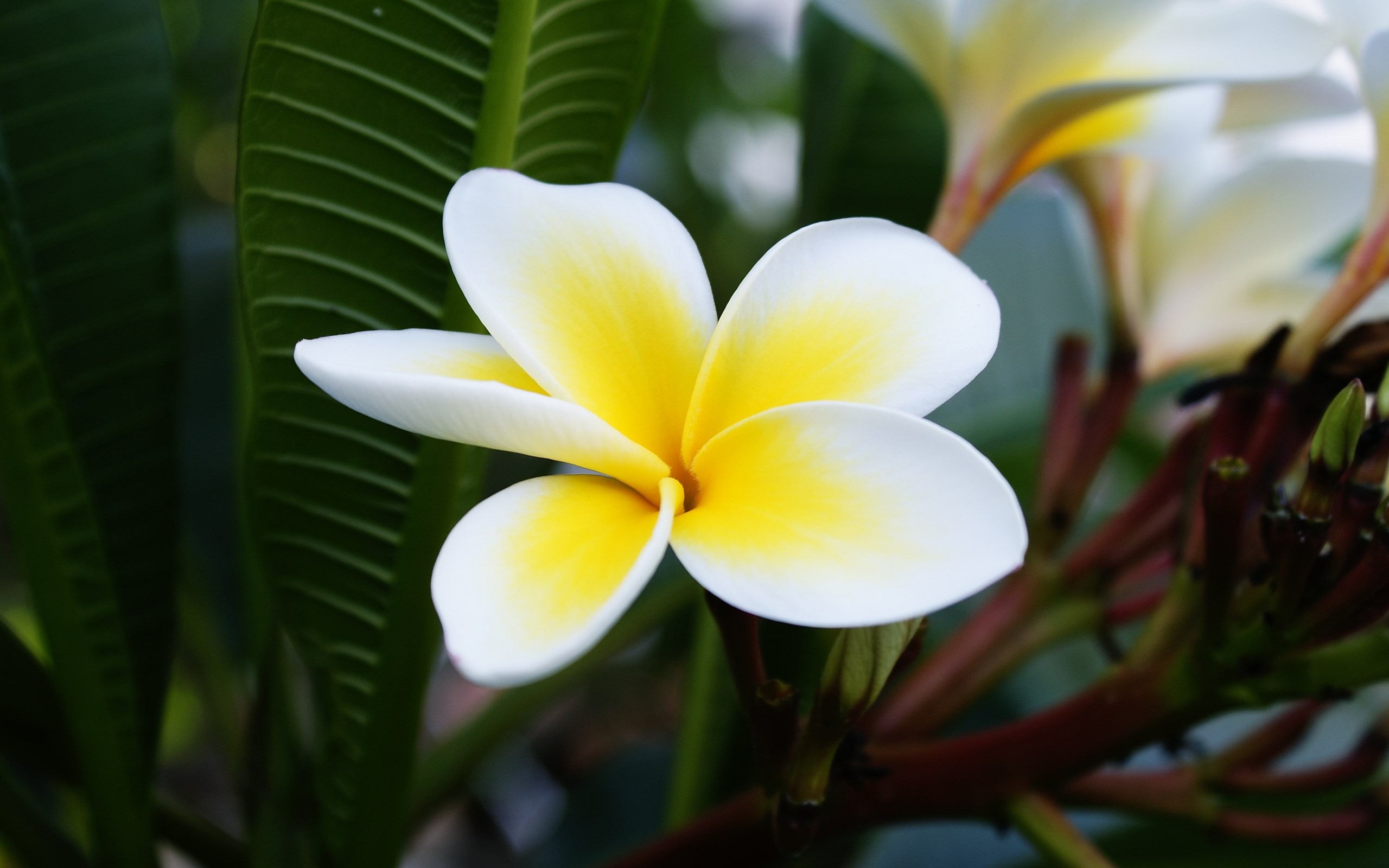 free wallpaper and screensavers for frangipani