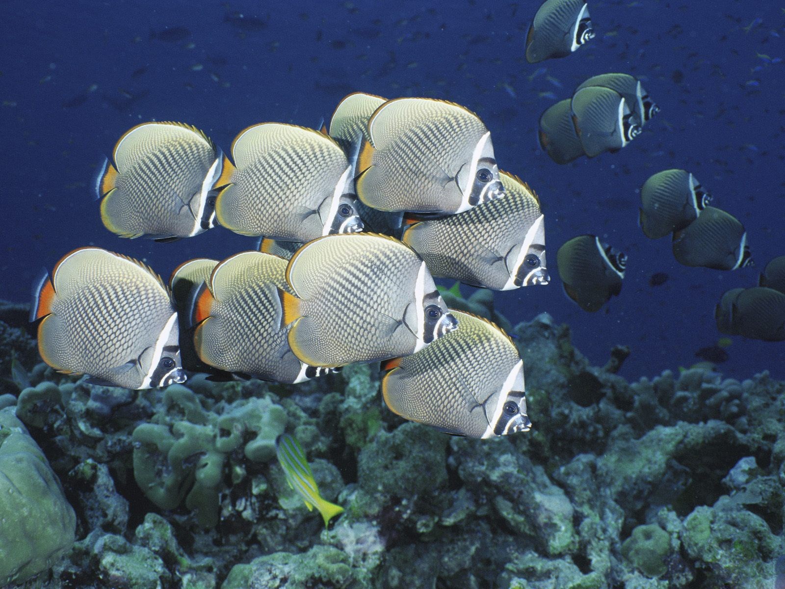 1600x1200 Background High Resolution: butterflyfish JPG 443 kB