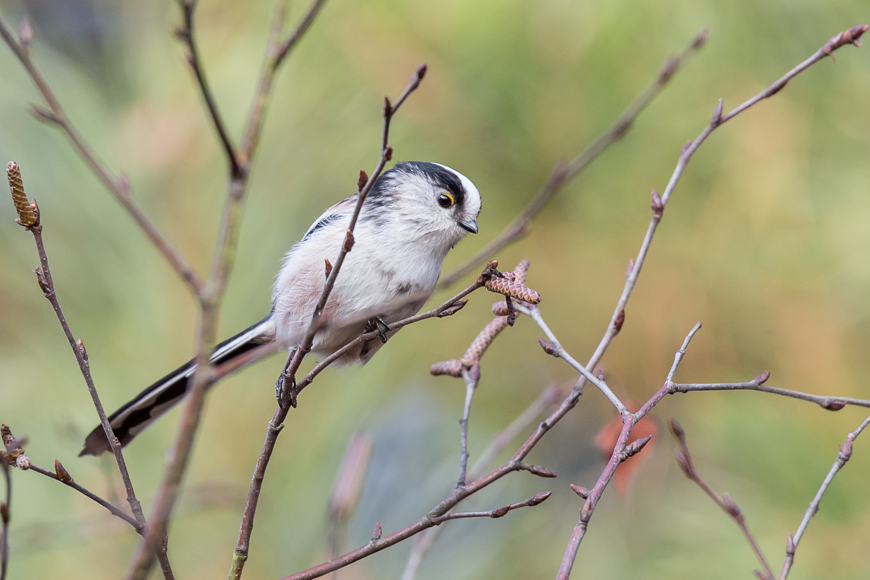 pictures of titmouse