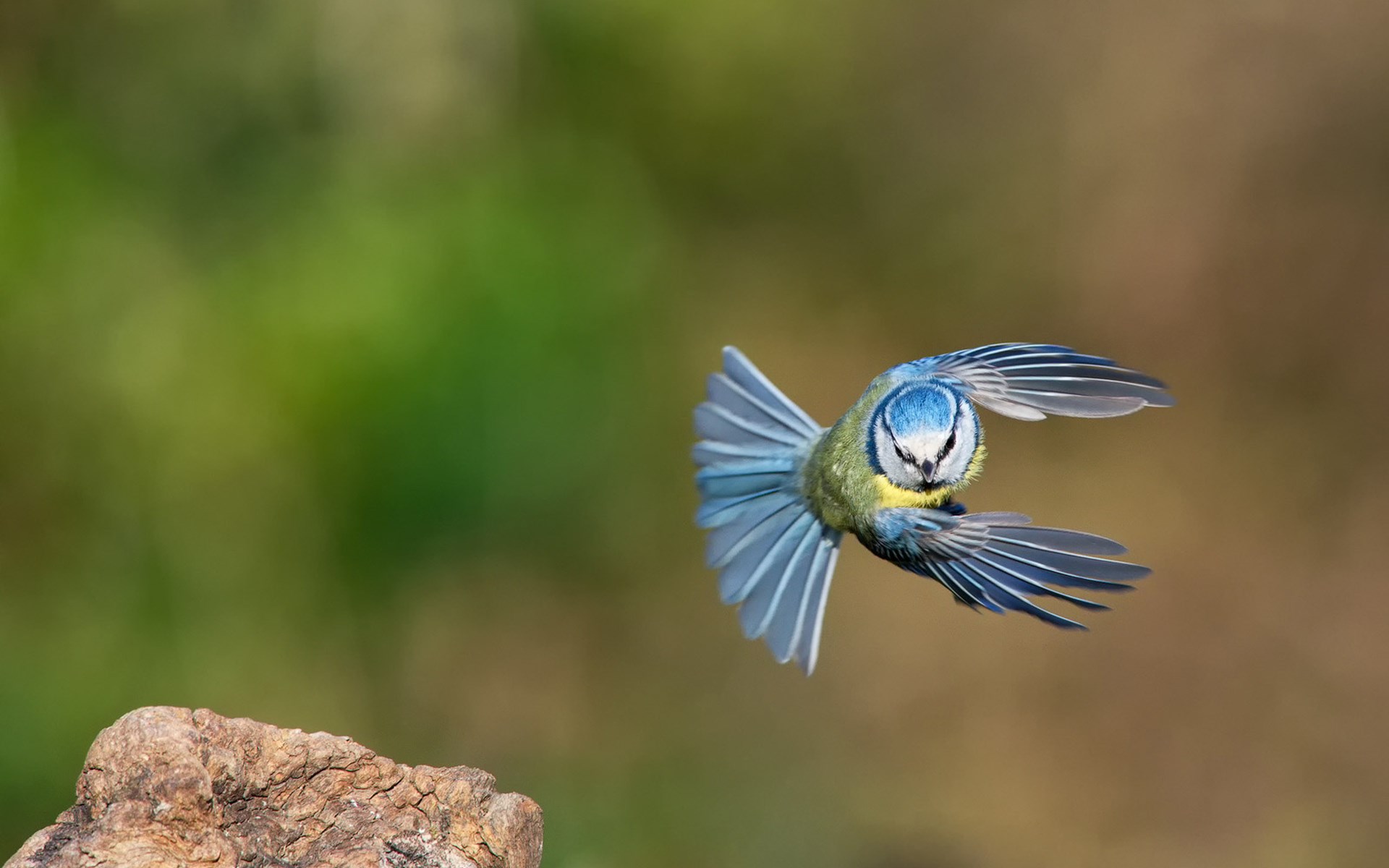 1920x1200 pictures of titmouse