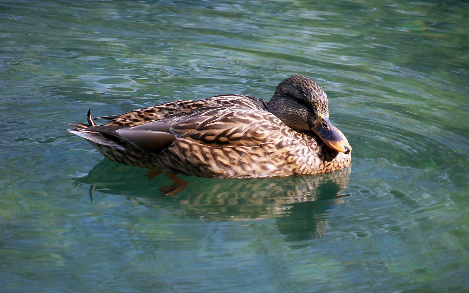 Free download duck