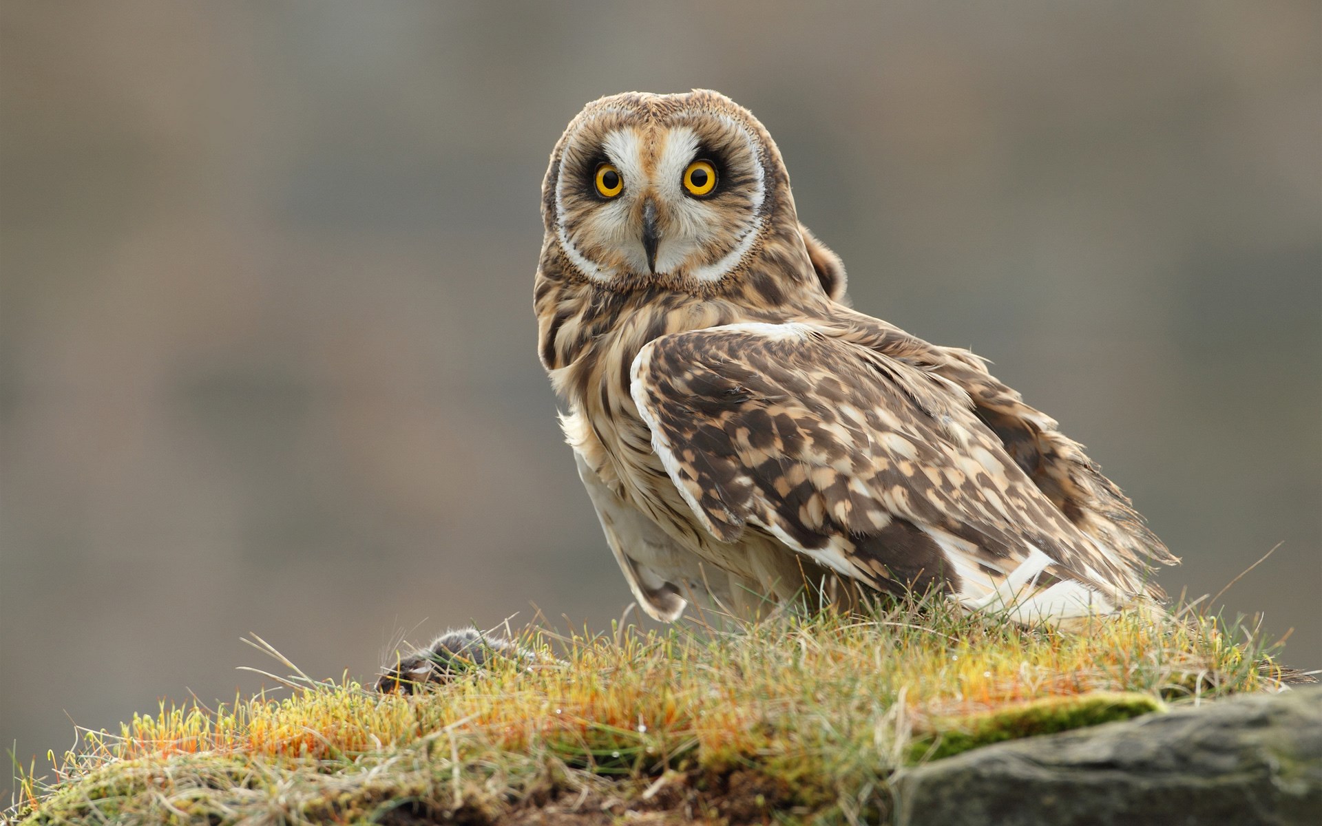 owl  full hd 1920x1200
