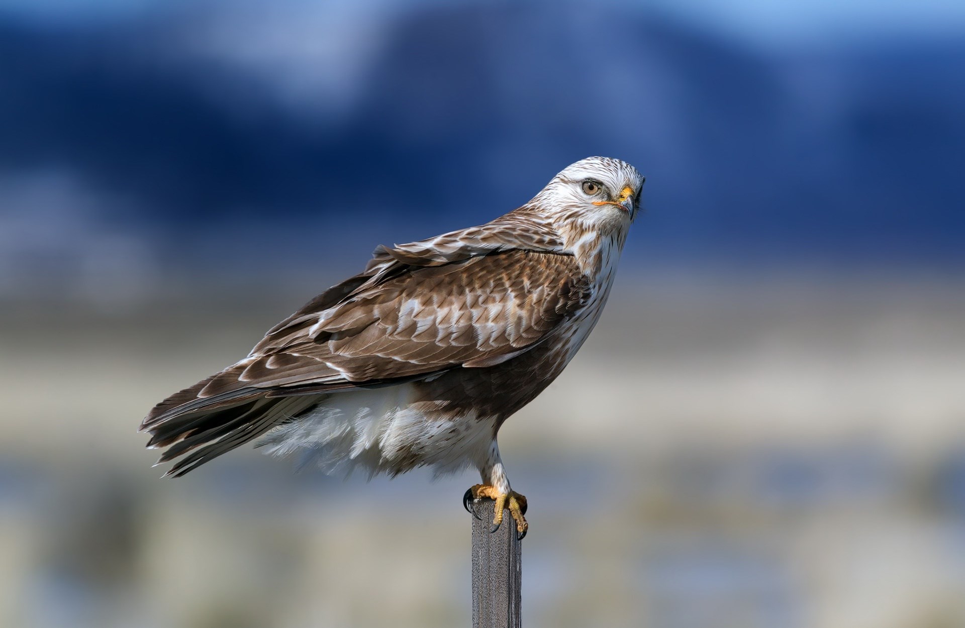 hawk  for mac computers