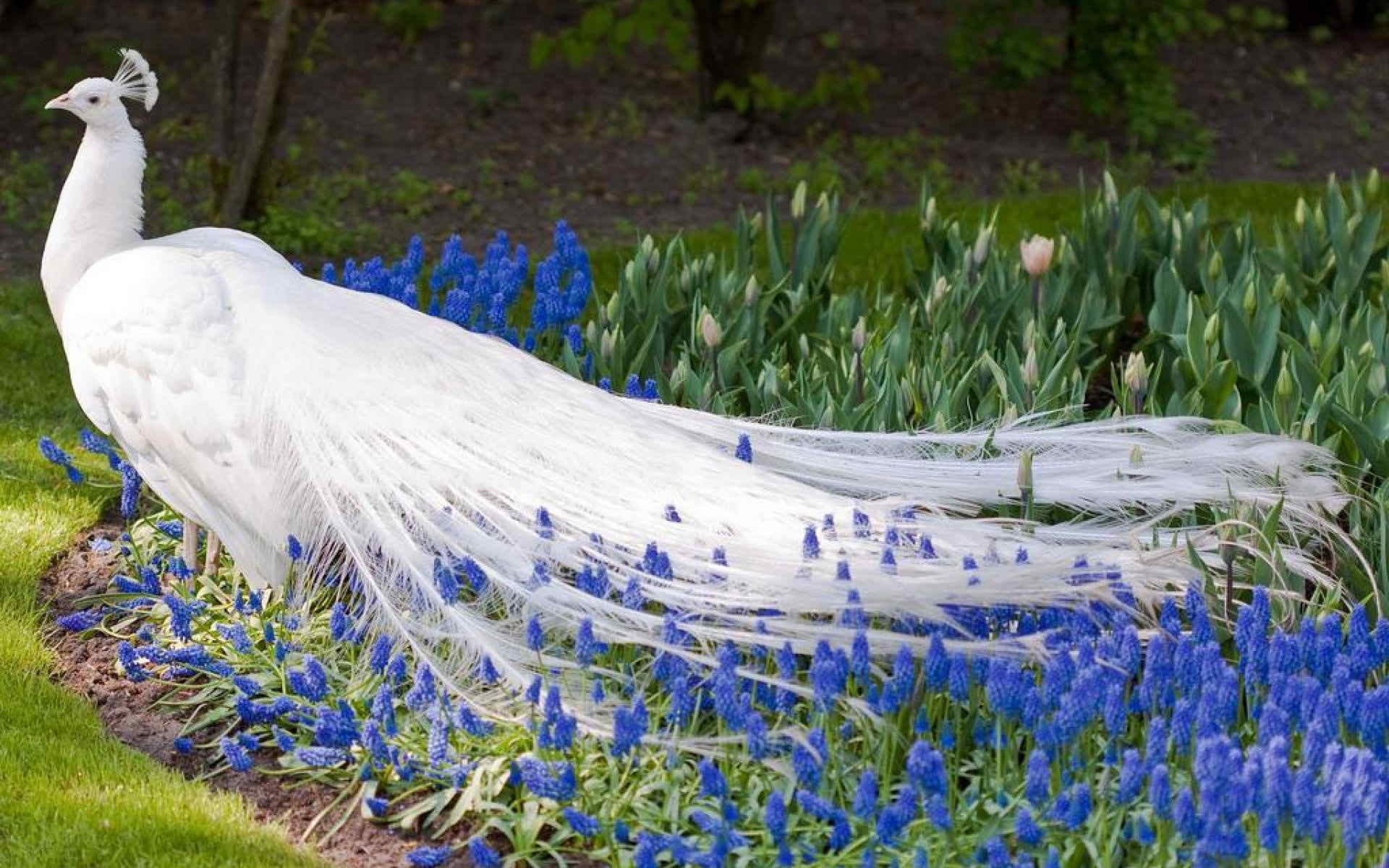 1920x1200 free computer wallpaper for peacock