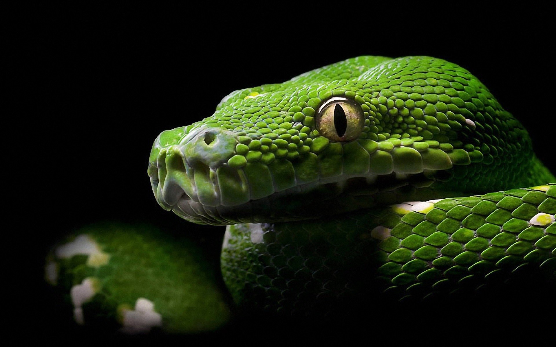 viper  free for desktop 1920x1200