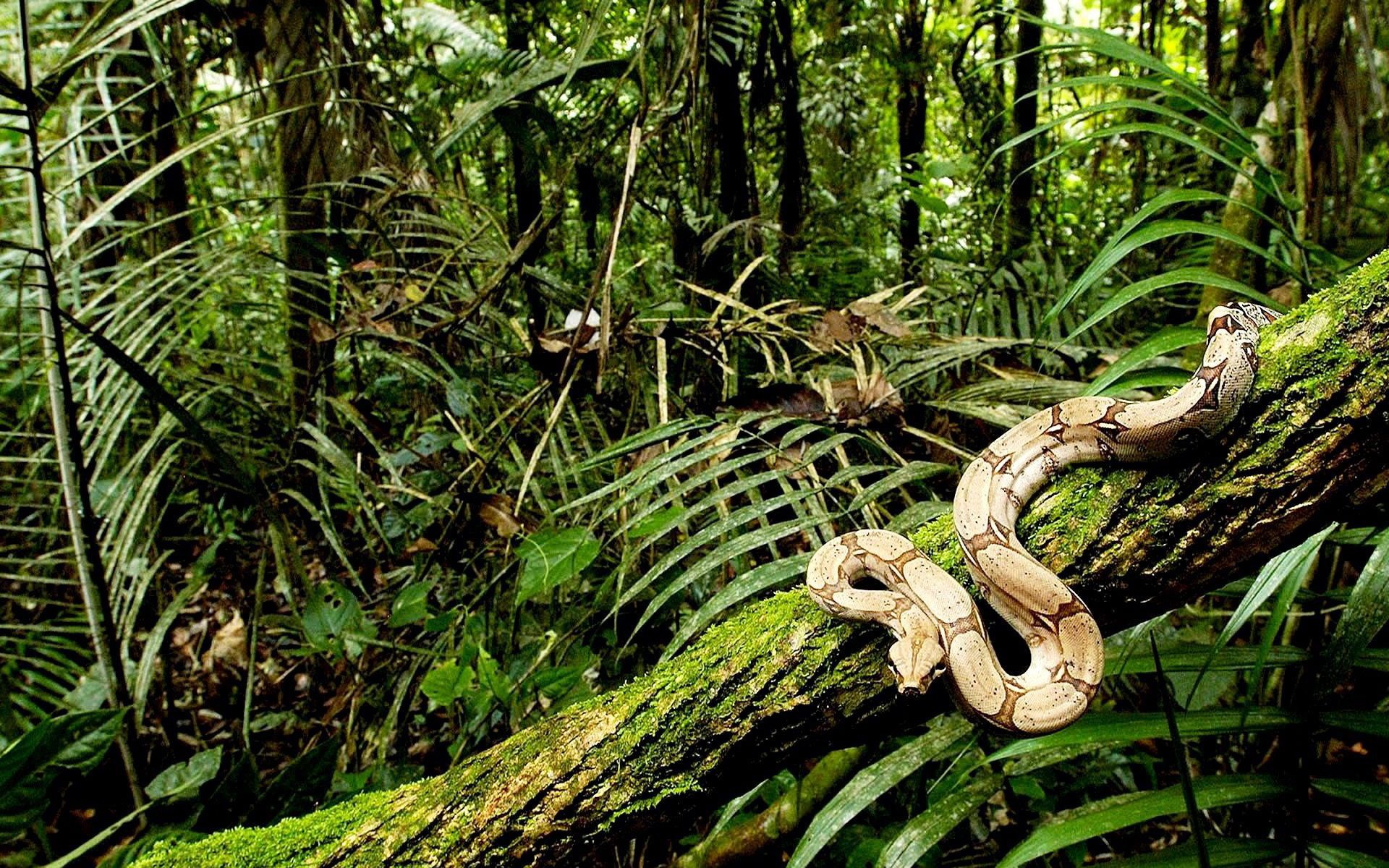 snake  free hd widescreen 1920x1200