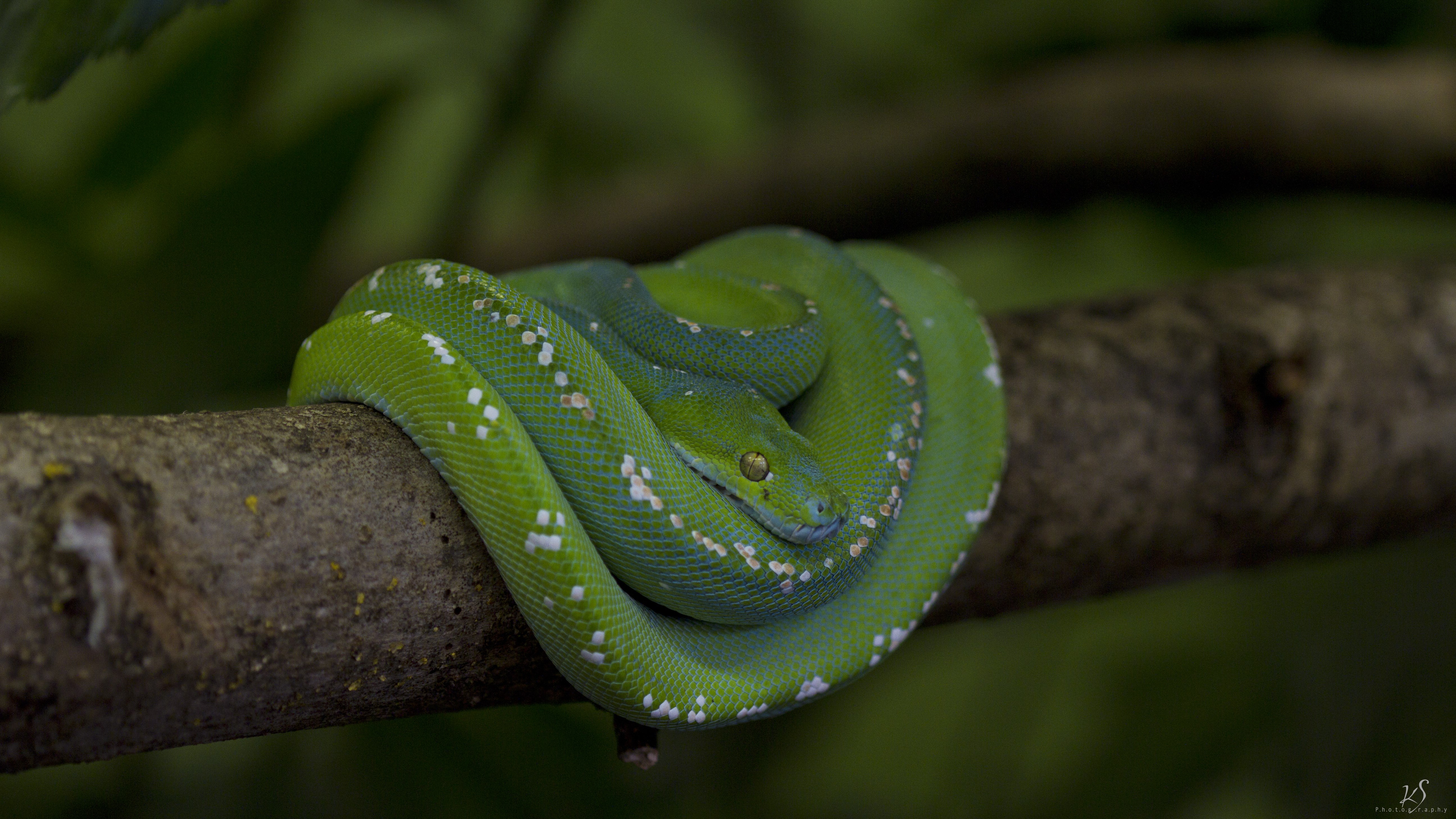 5184x2916 wallpapers free snake
