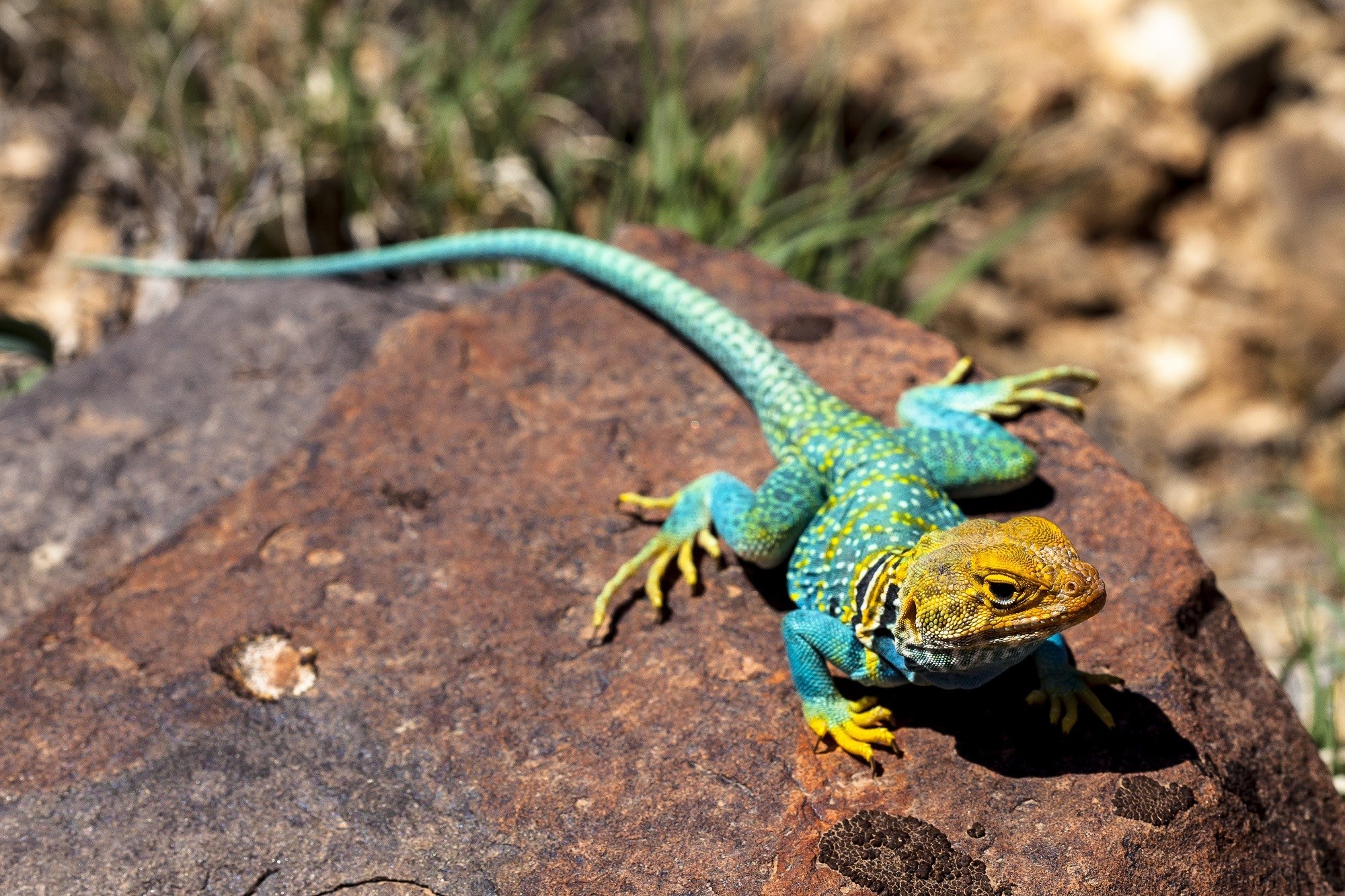 collared lizard  to download