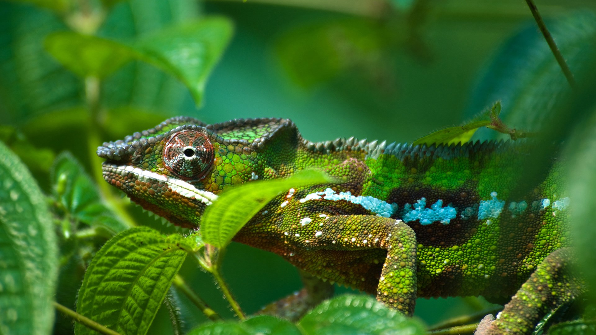 1920x1080 HQ Definition Wallpaper Desktop chameleon JPG 362 kB