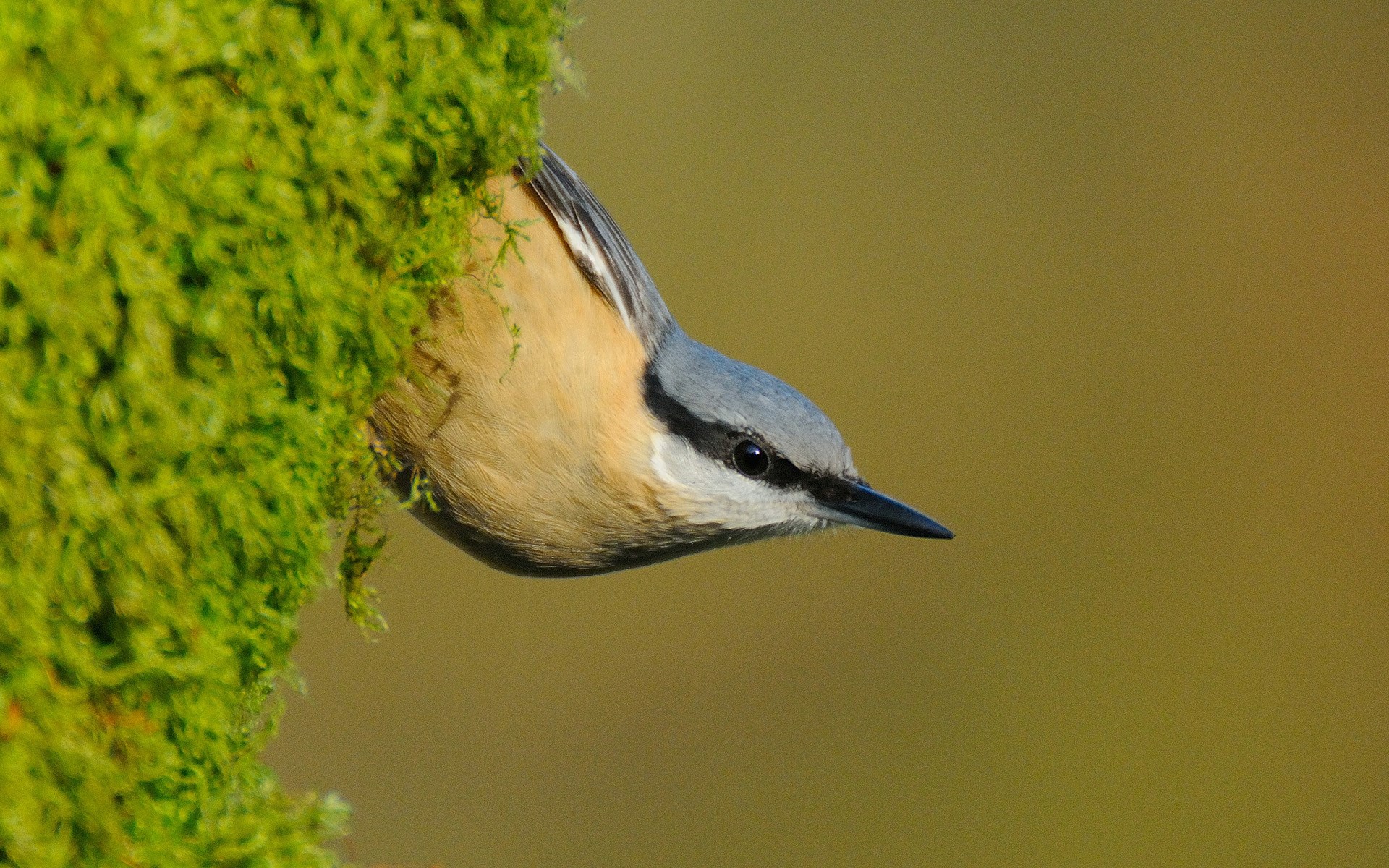 Background High Resolution: bird