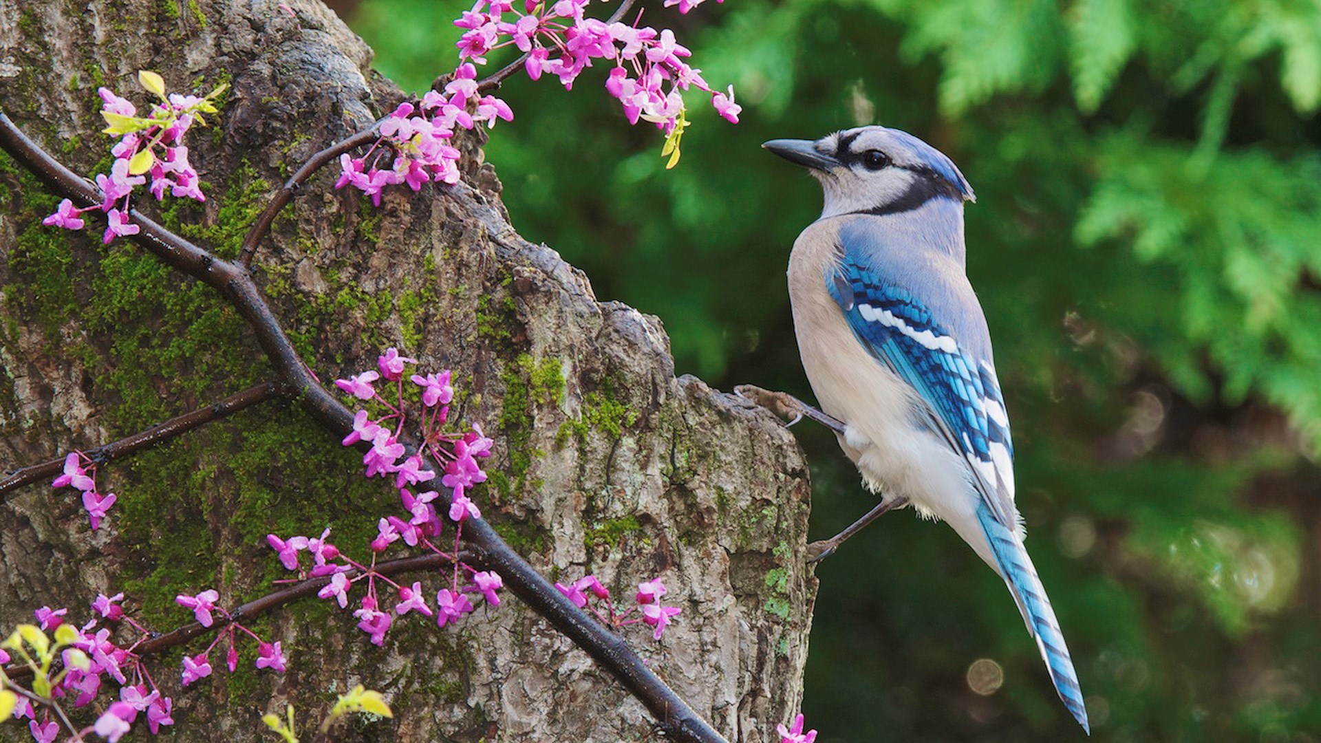 1920x1080 bird  free hd widescreen JPG 548 kB