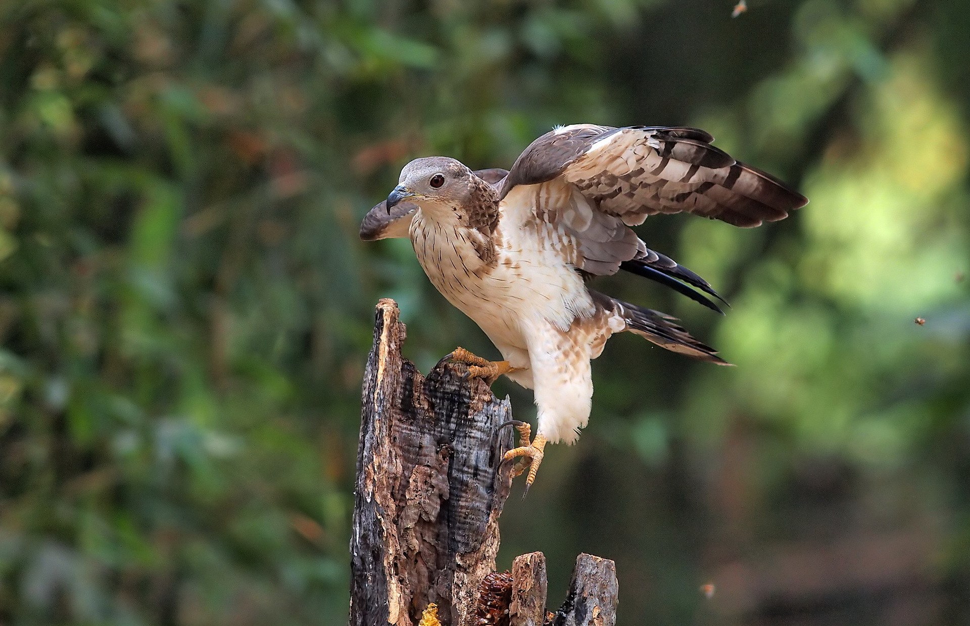bird  to download 1920x1238
