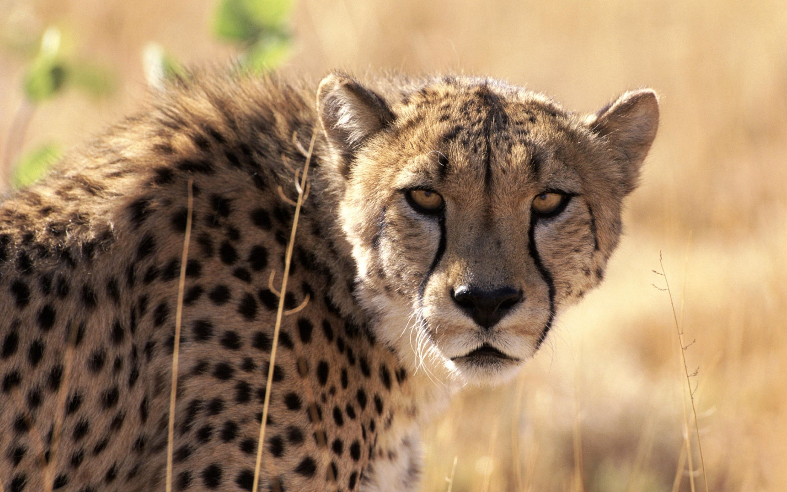 2560x1600 widescreen wallpaper cheetah