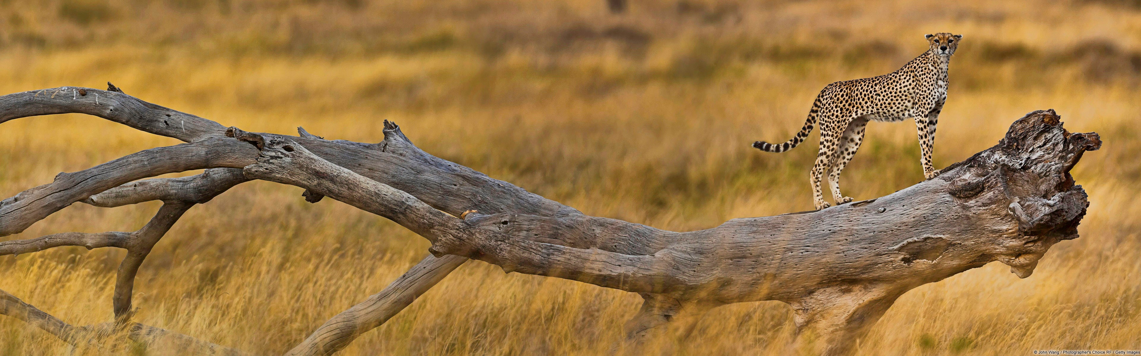 3840x1200 Free desktop cheetah