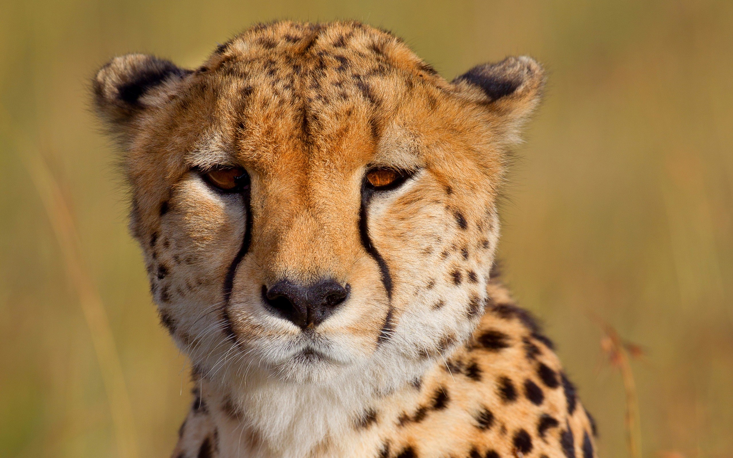 2560x1600 cheetah  for large desktop