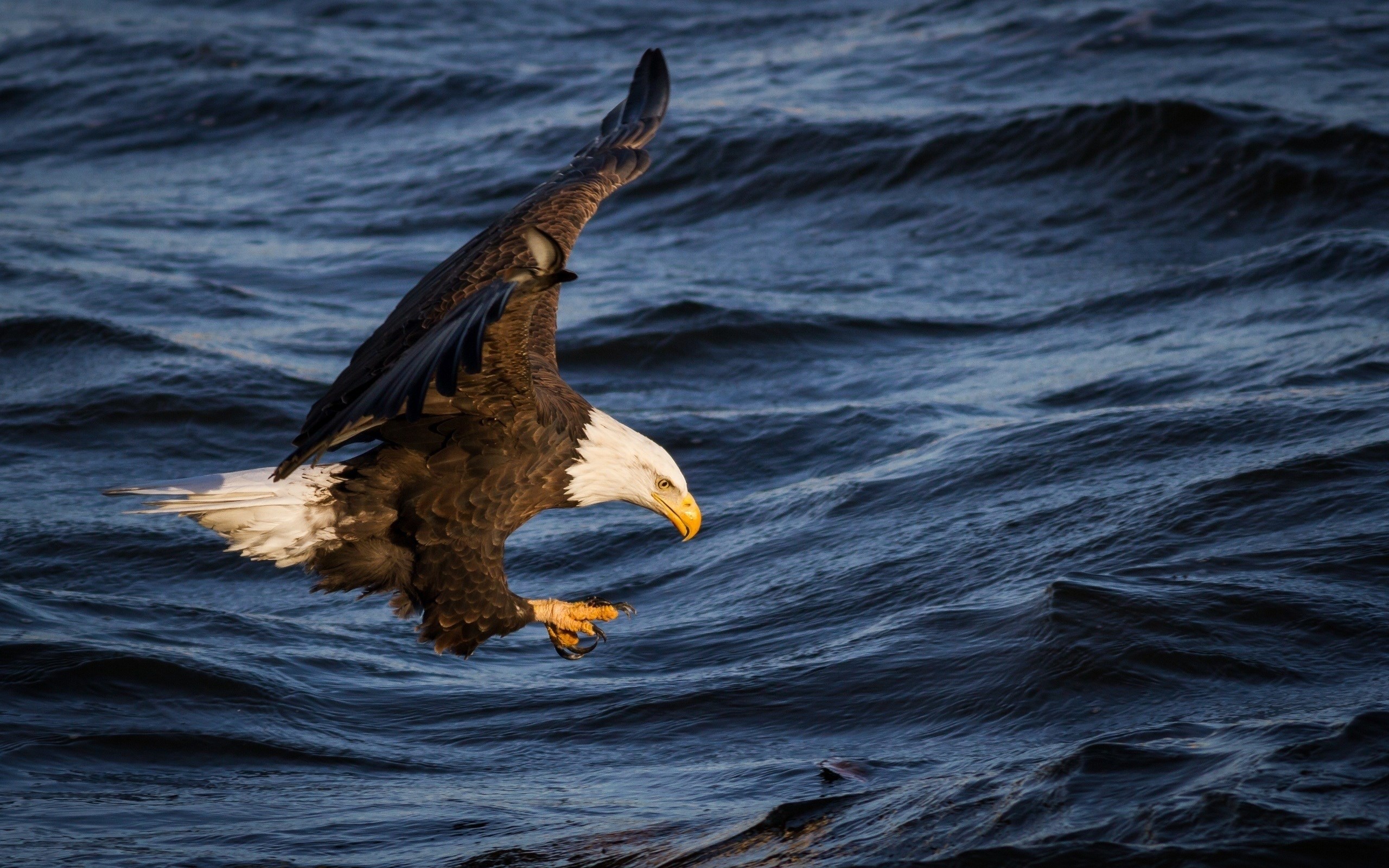 bald eagle  full hd 2560x1600