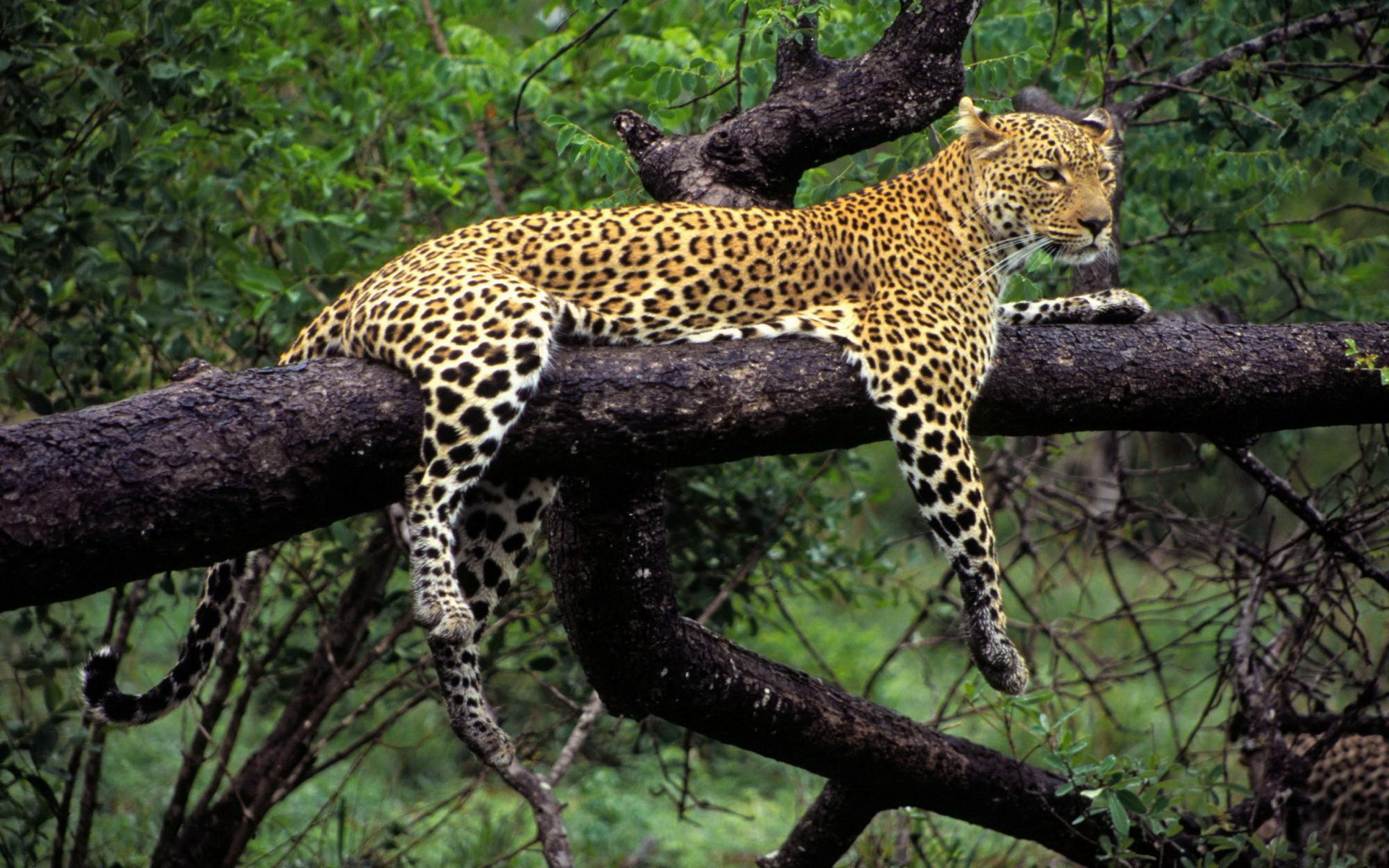 1920x1200 High Quality leopard