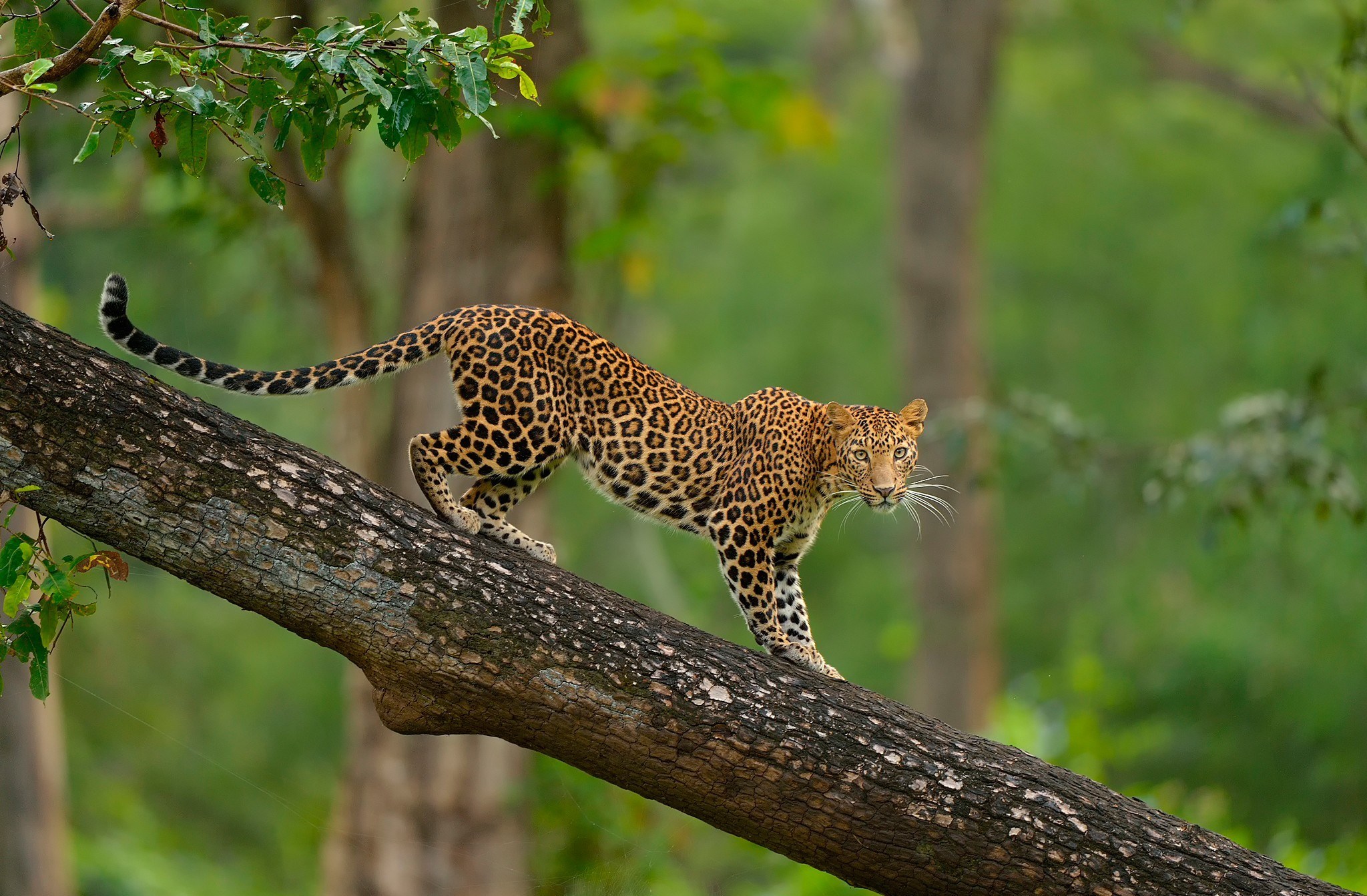2048x1343 Pretty leopard