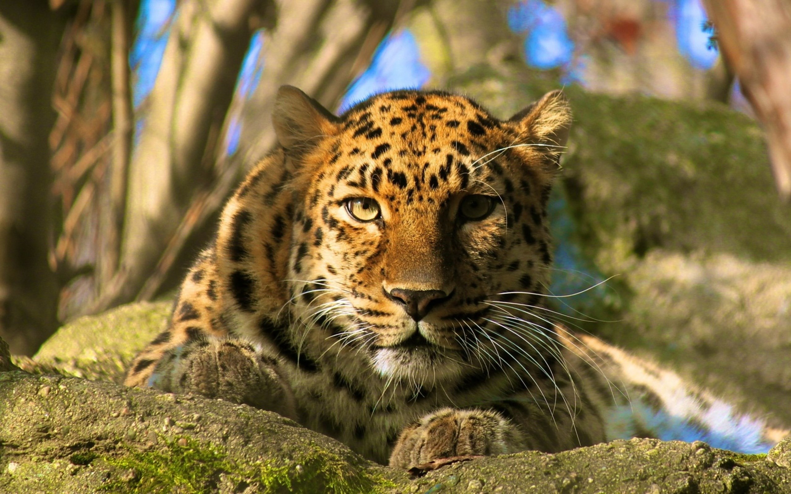 Desktop Background - leopard