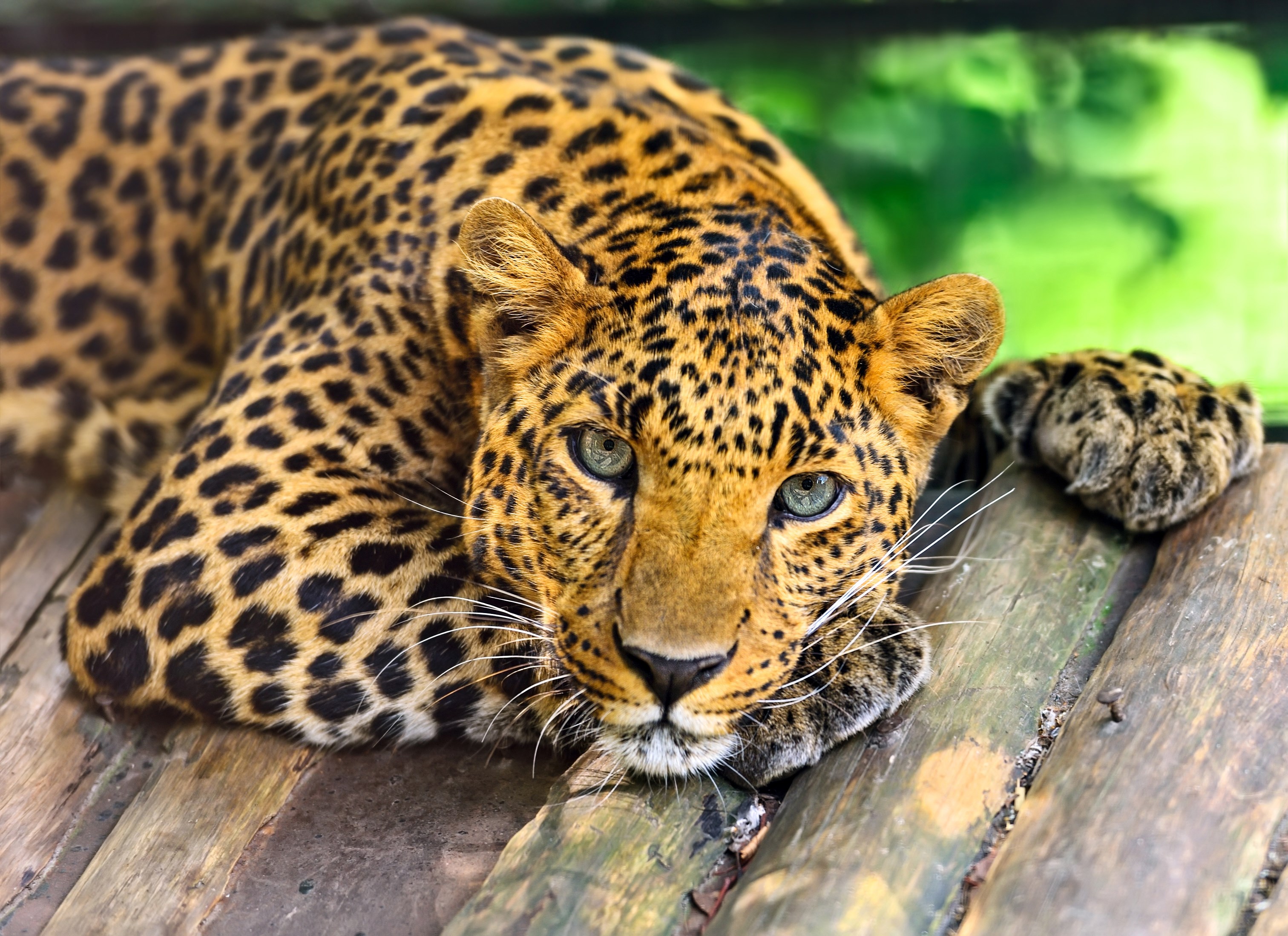 3024x2200 high resolution wallpapers widescreen leopard