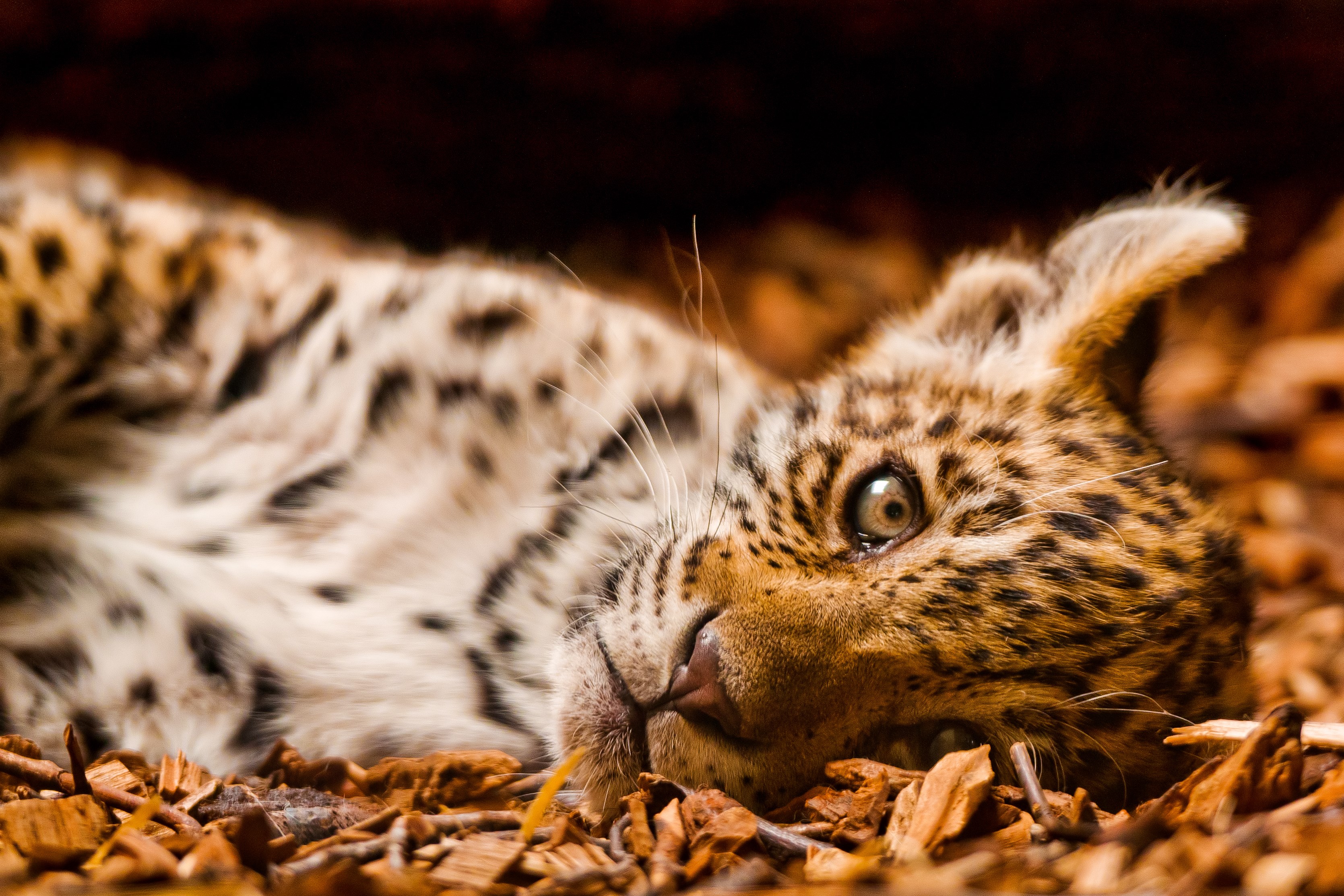 3339x2226 widescreen hd leopard